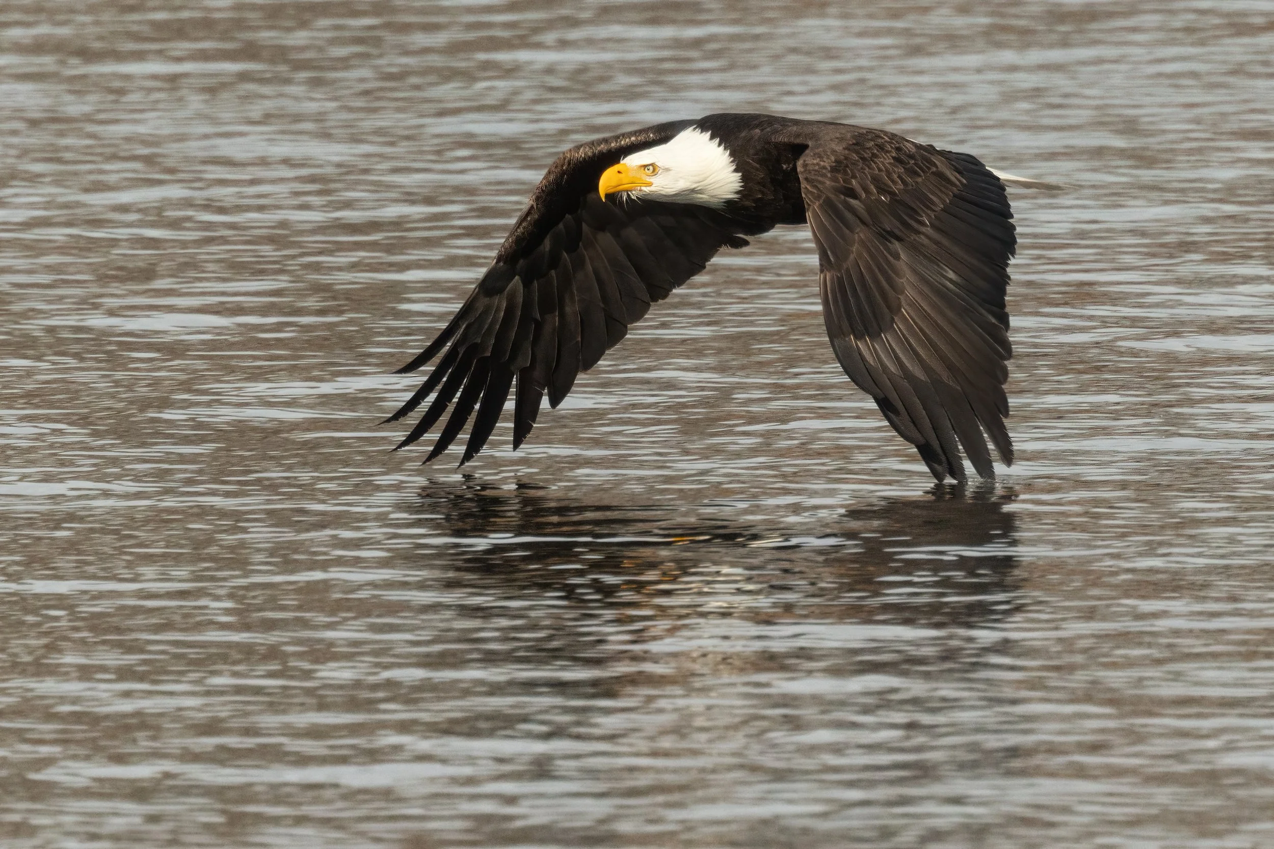 BaldEagle022421-7.jpg