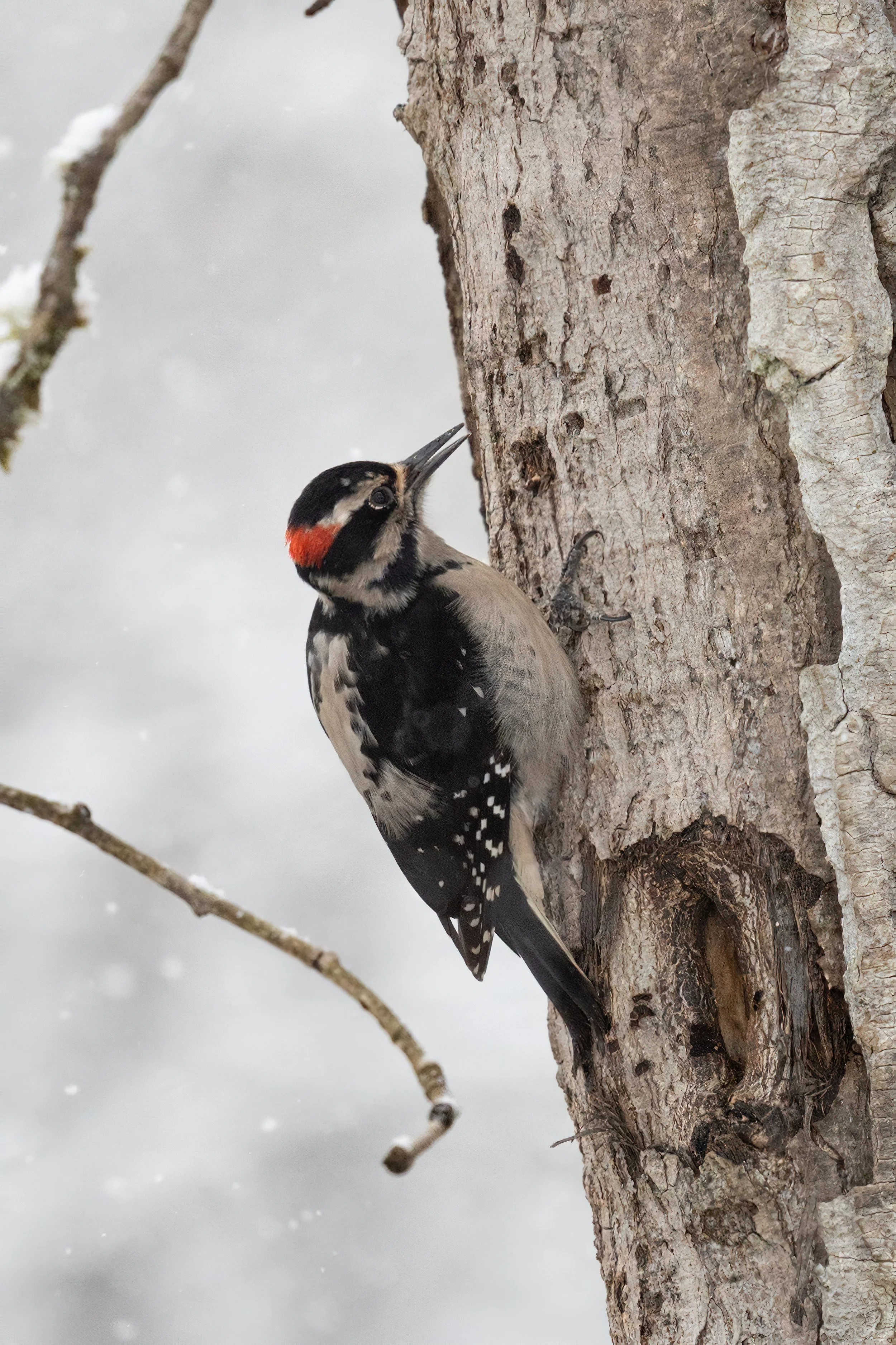SnoqualmieSnohomishWatershedPreserve21421-1.jpg