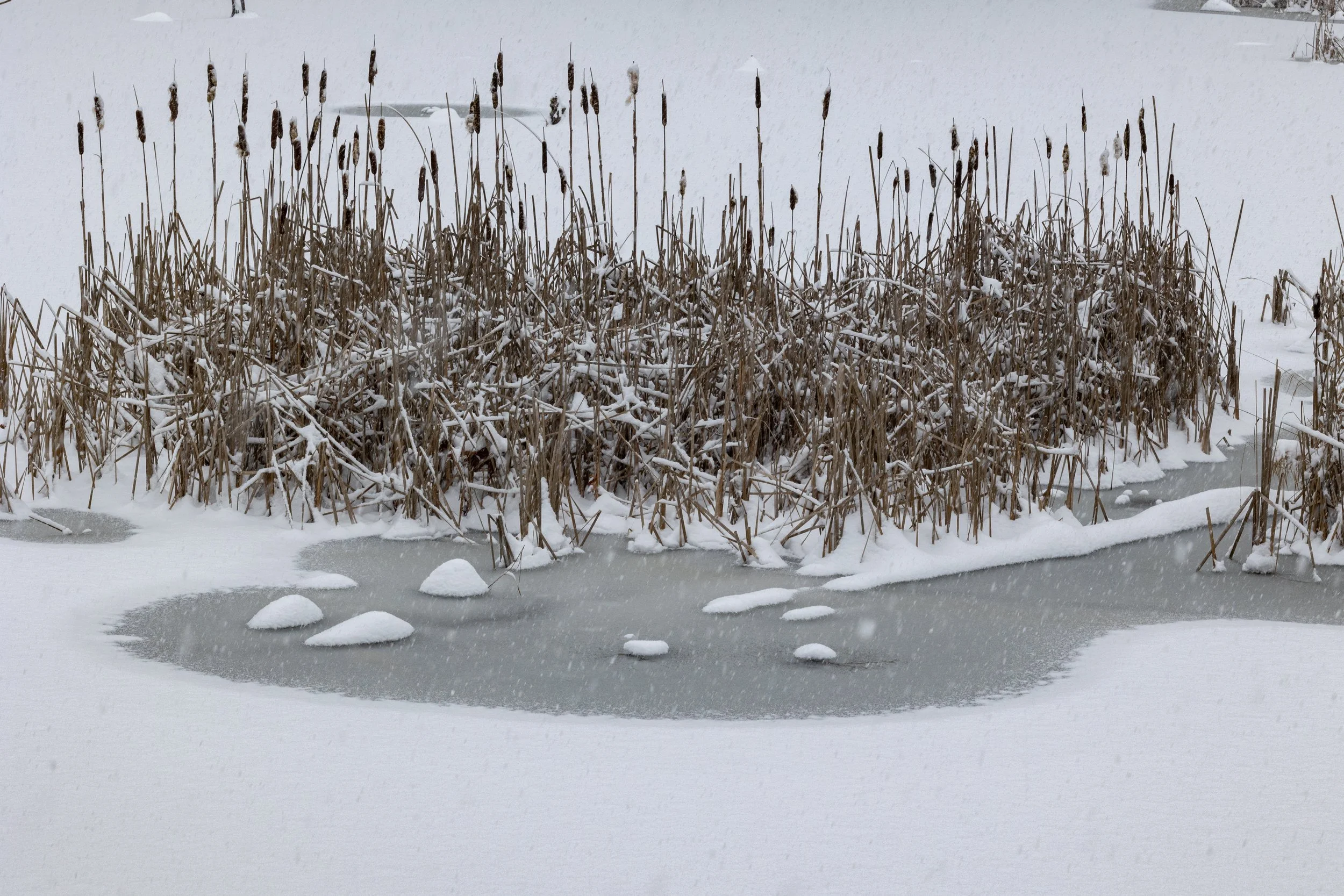 SnoqualmieSnohomishWatershedPreserve21421-4.jpg