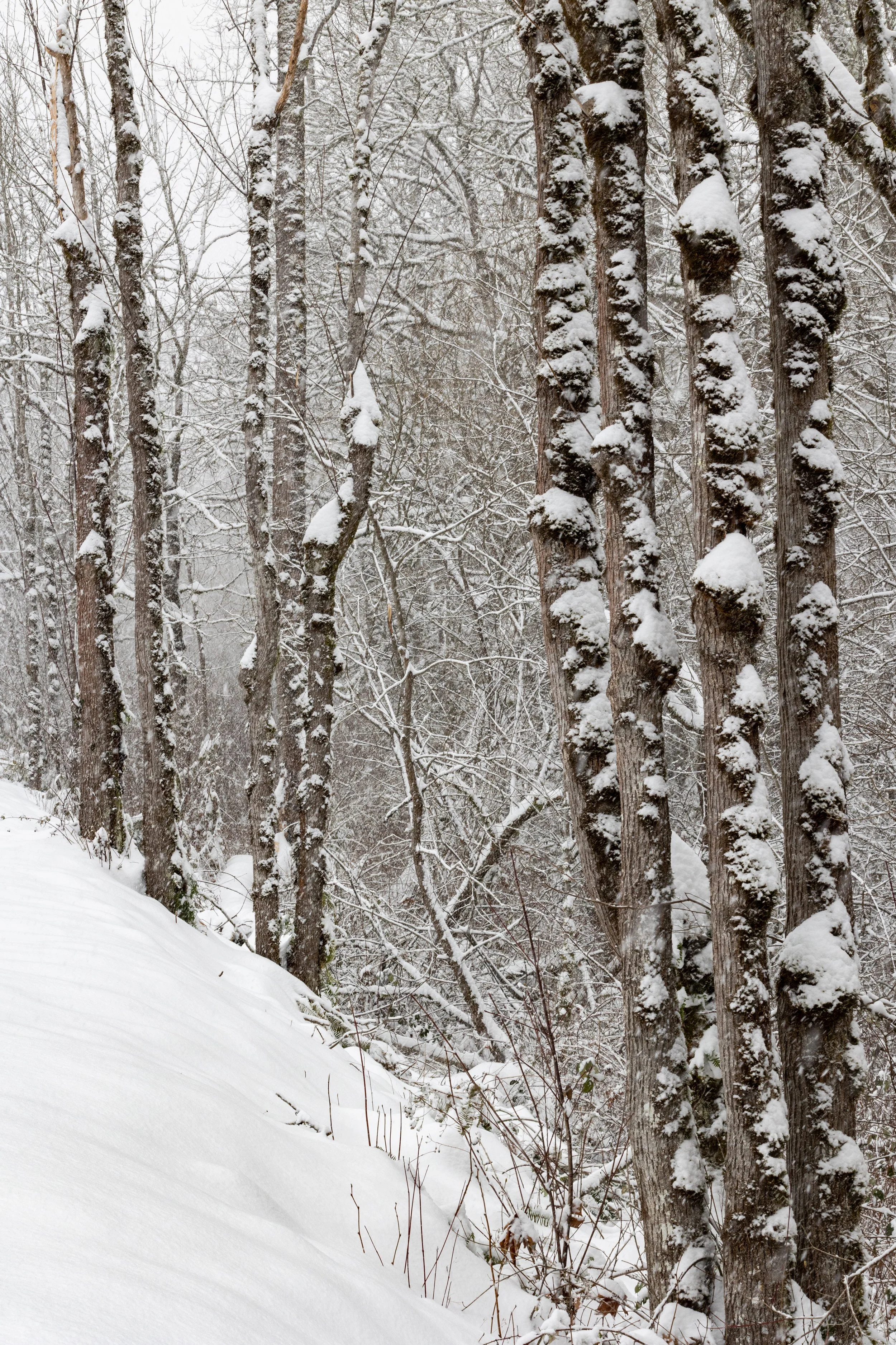SnoqualmieSnohomishWatershedPreserve21421-5.jpg