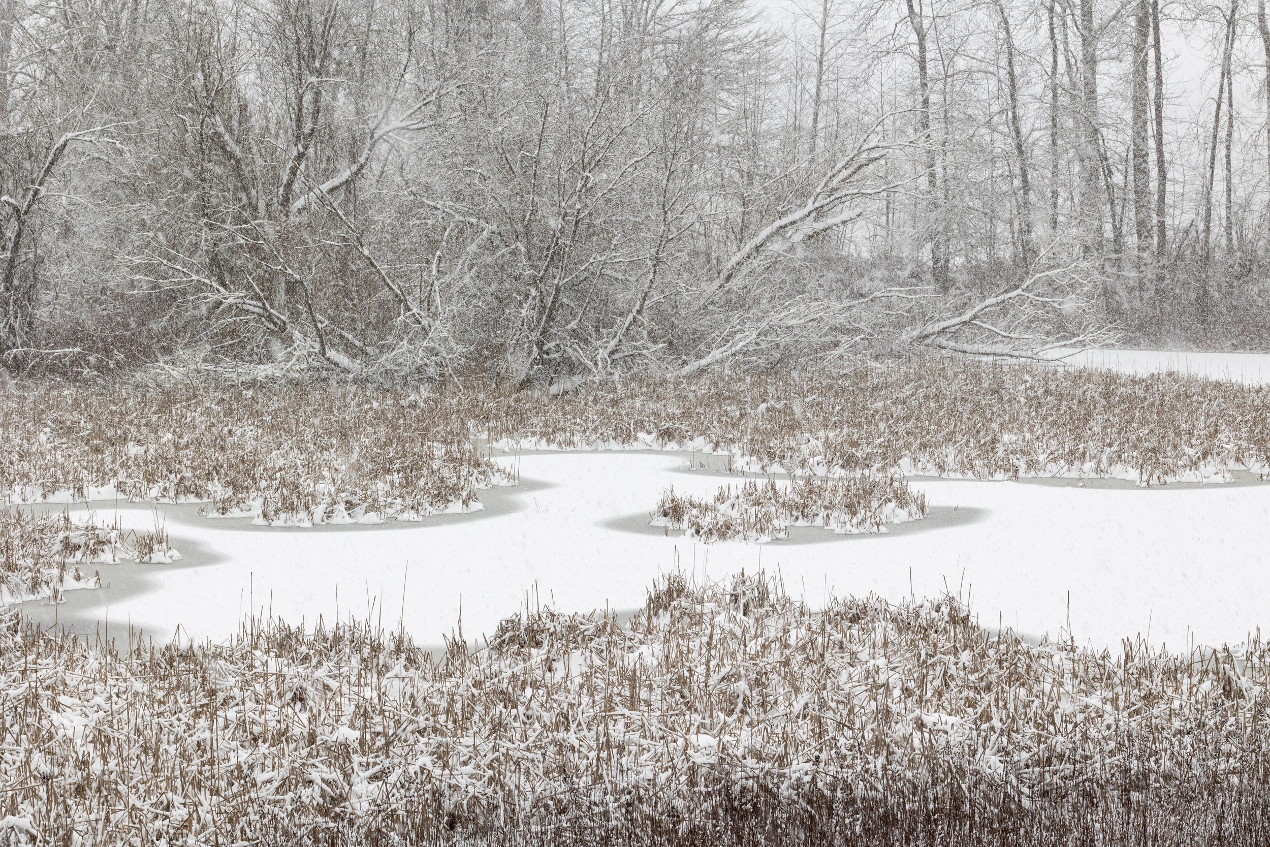 SnoqualmieSnohomishWatershedPreserve21421-6.jpg