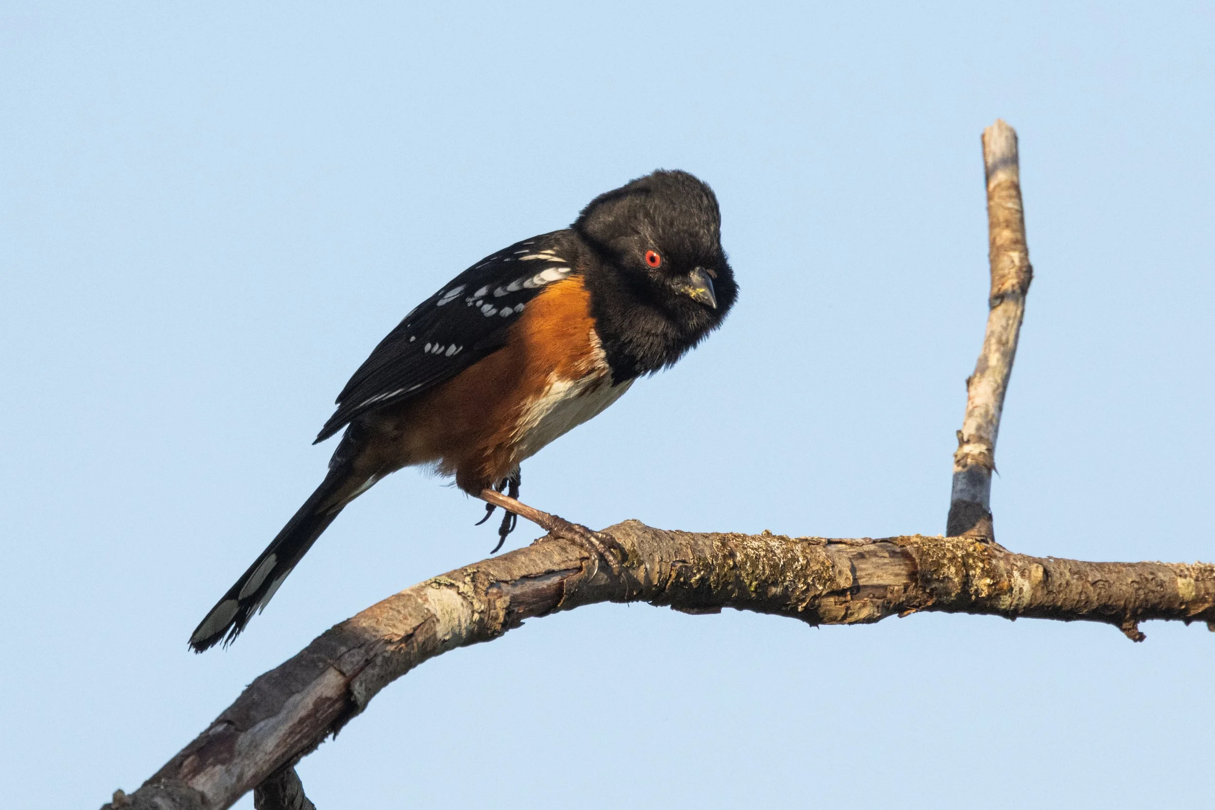 SpenserIsland51821-1.jpg