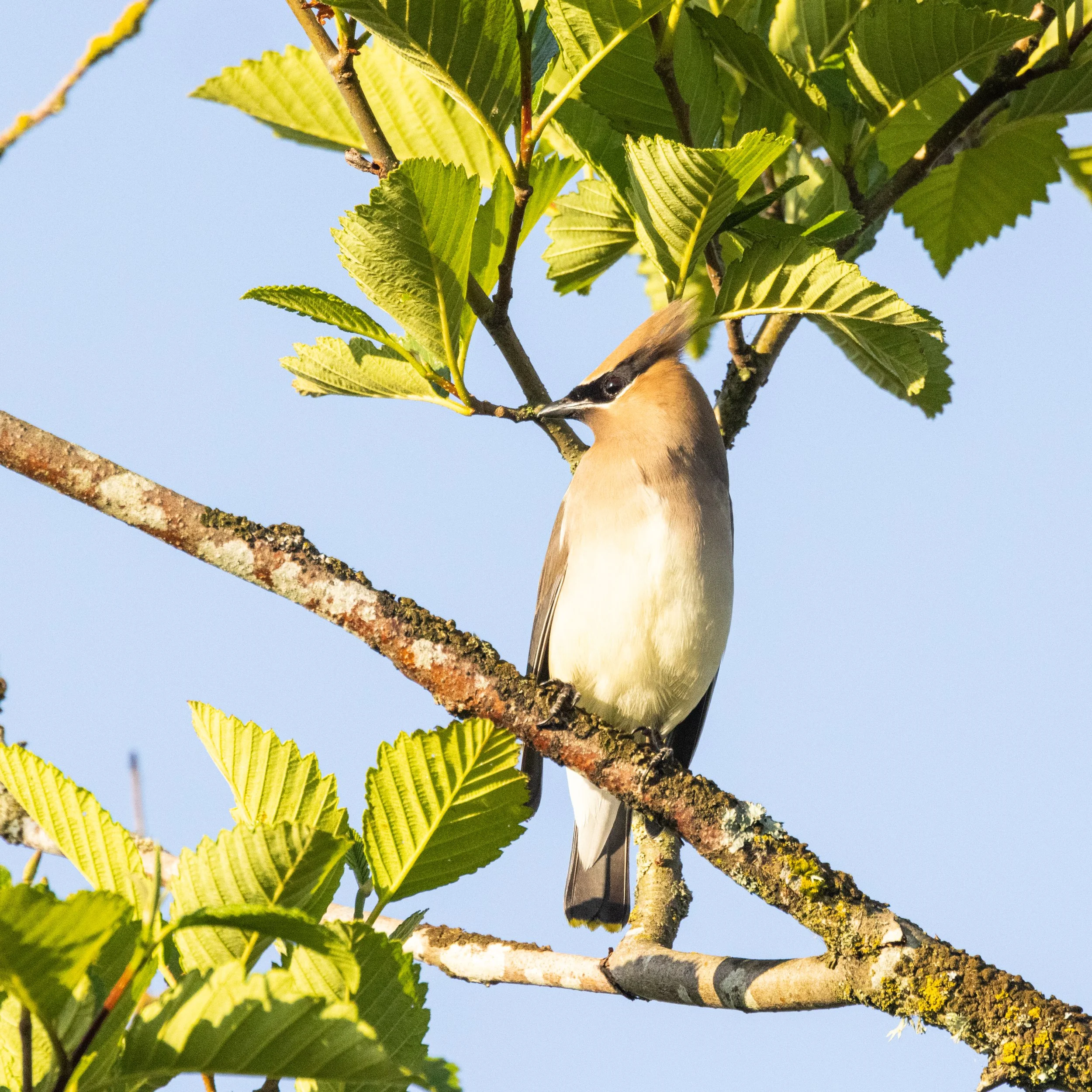 SpenserIsland51821-2.jpg