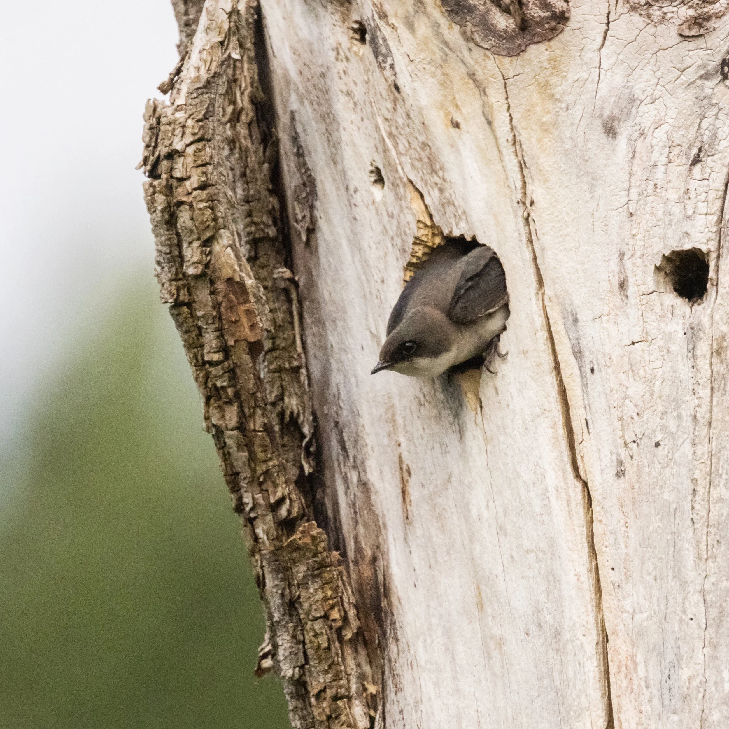 TreeSwallow61621-2.jpg