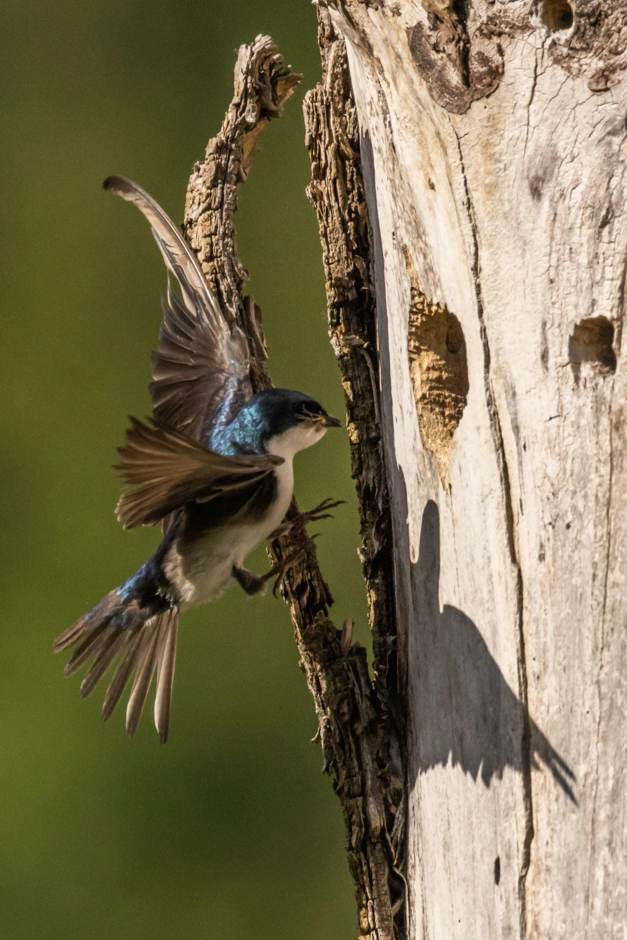 TreeSwallow61621-4.jpg