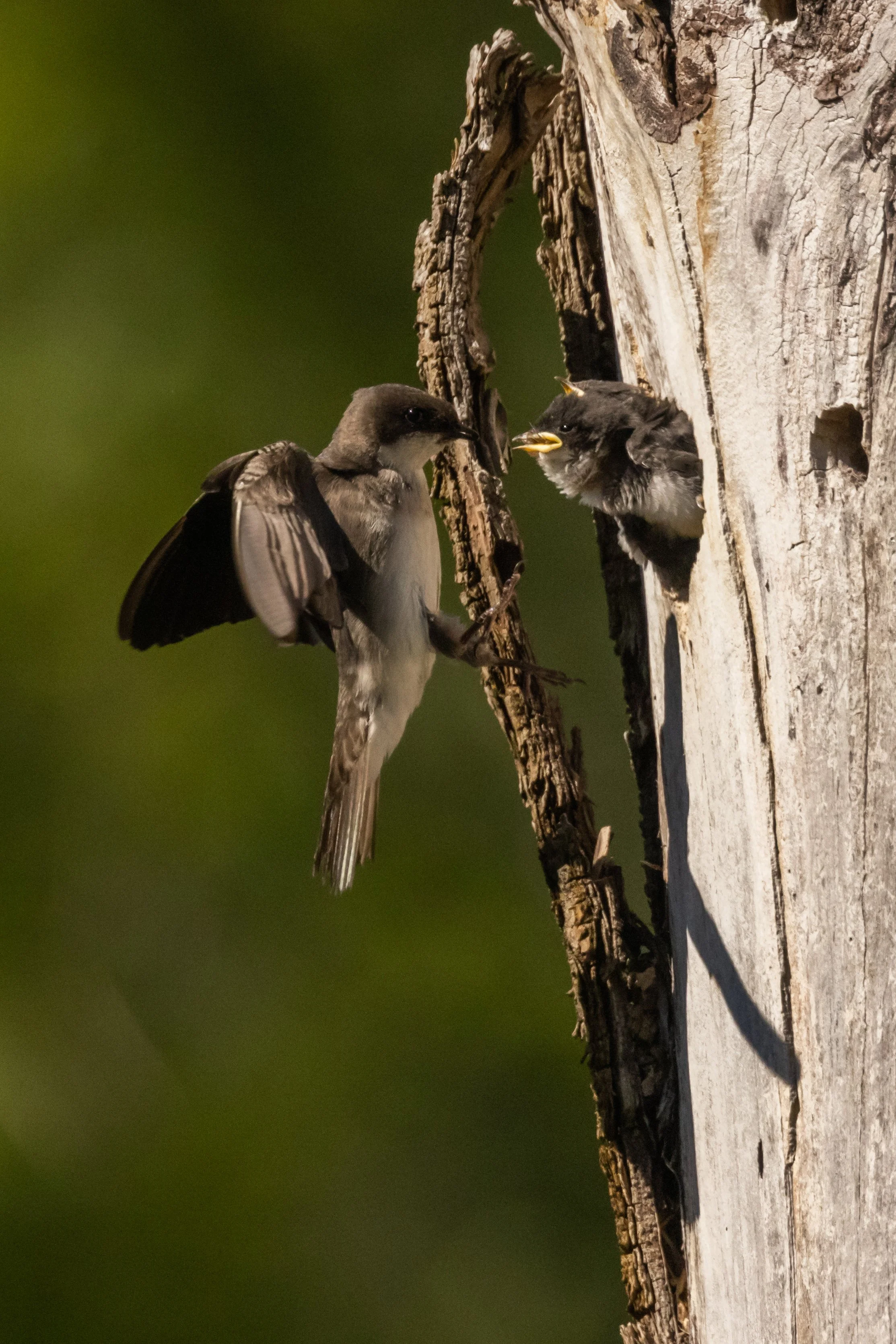 TreeSwallow61621-8.jpg