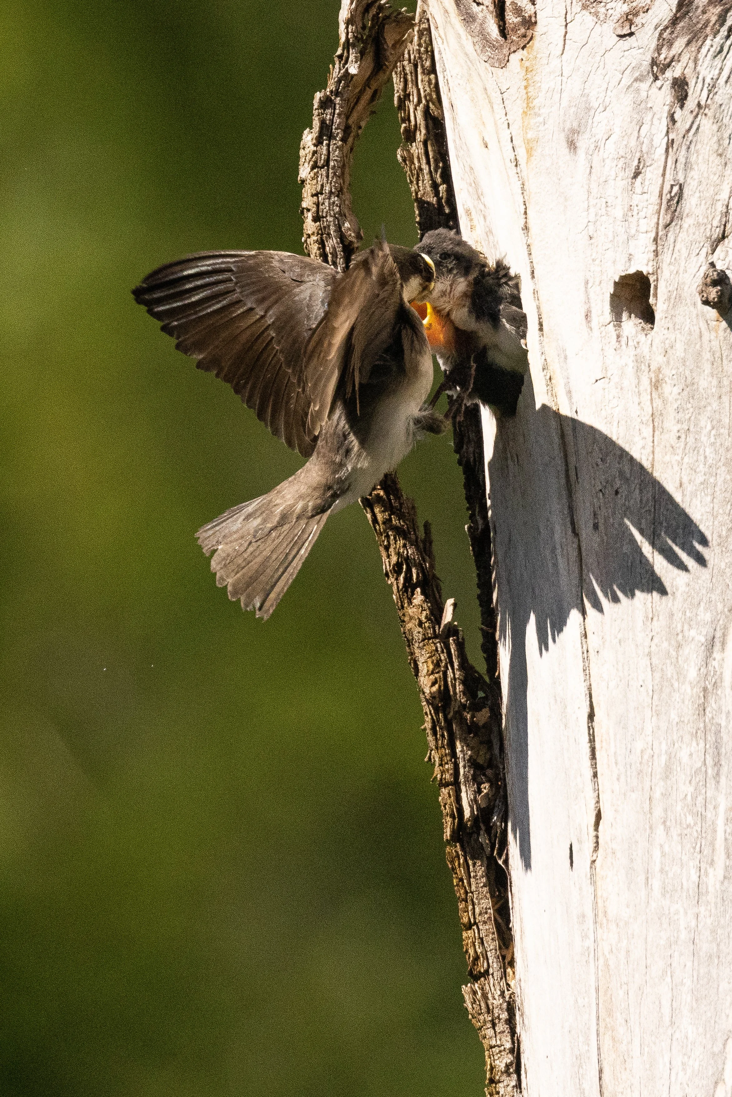 TreeSwallow61621-7.jpg