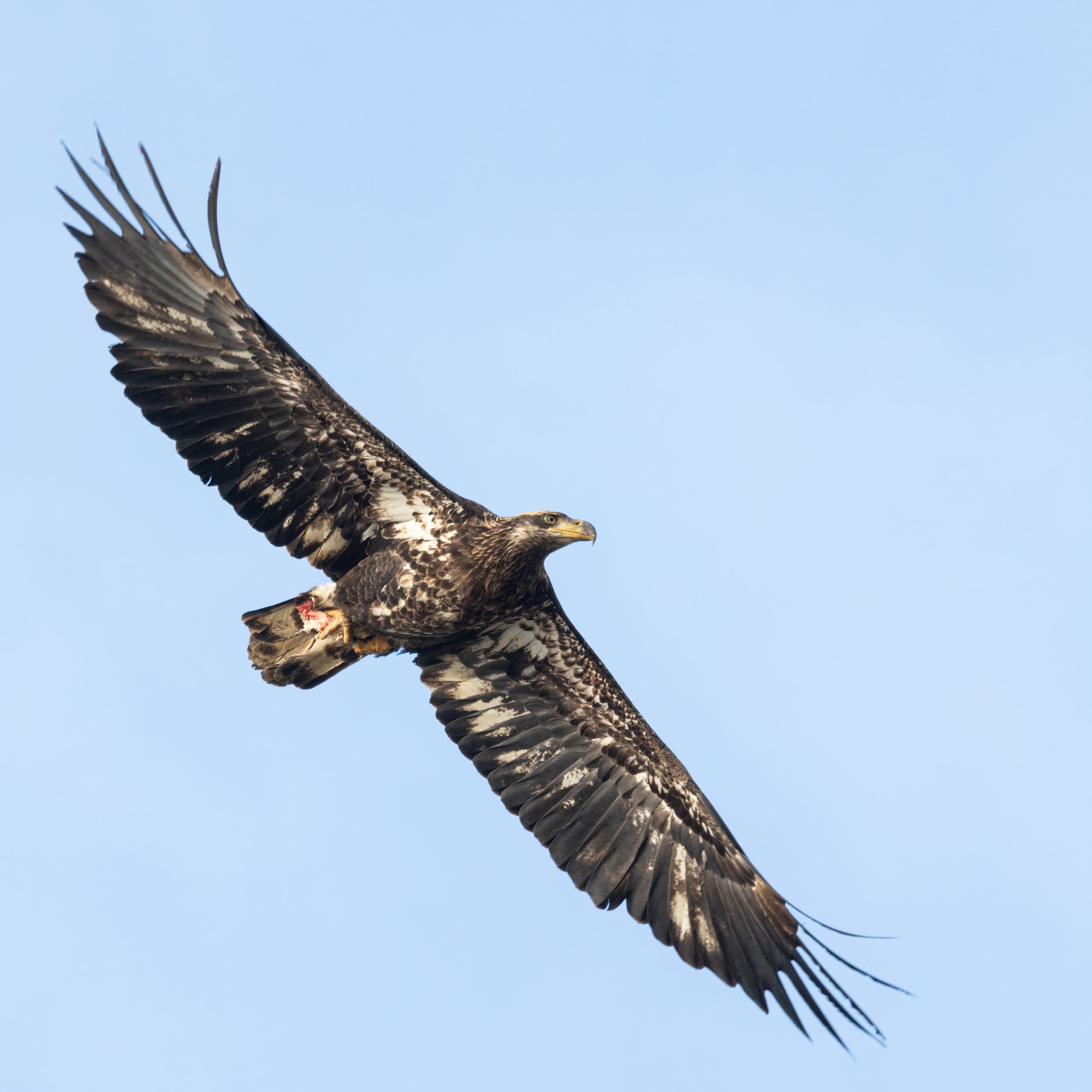 WestEdison2721-4.jpg