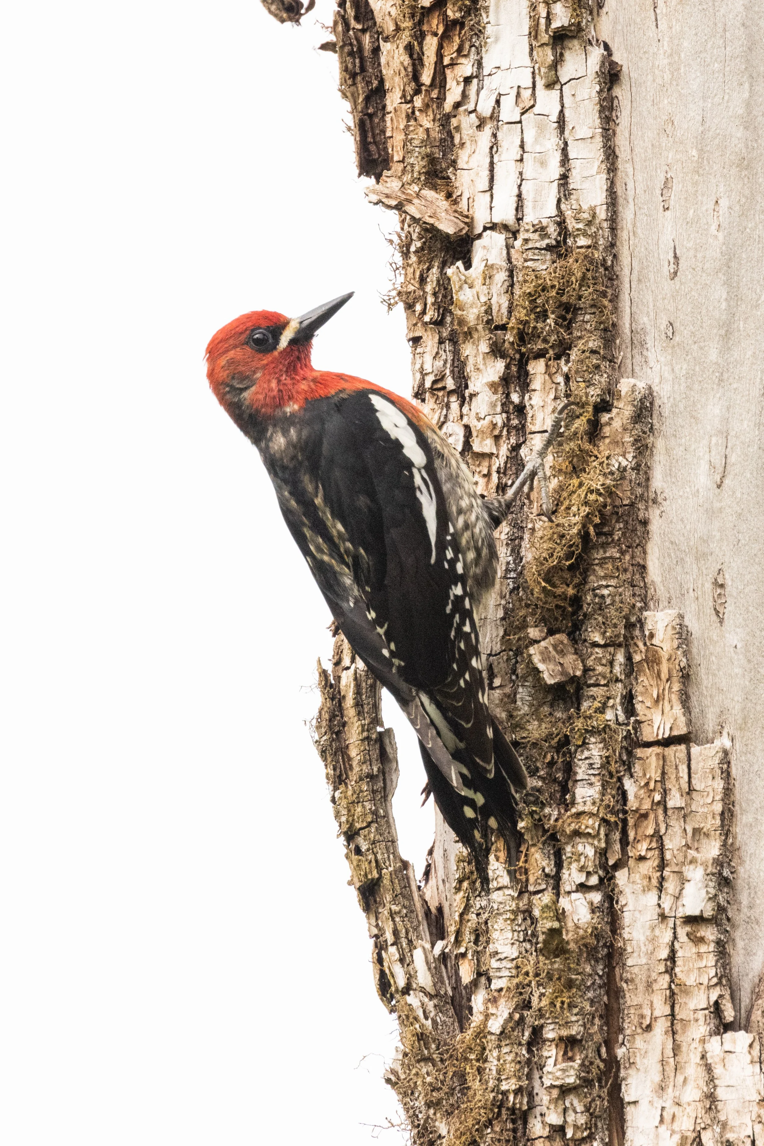 HairyWoodpecker5521-1.jpg