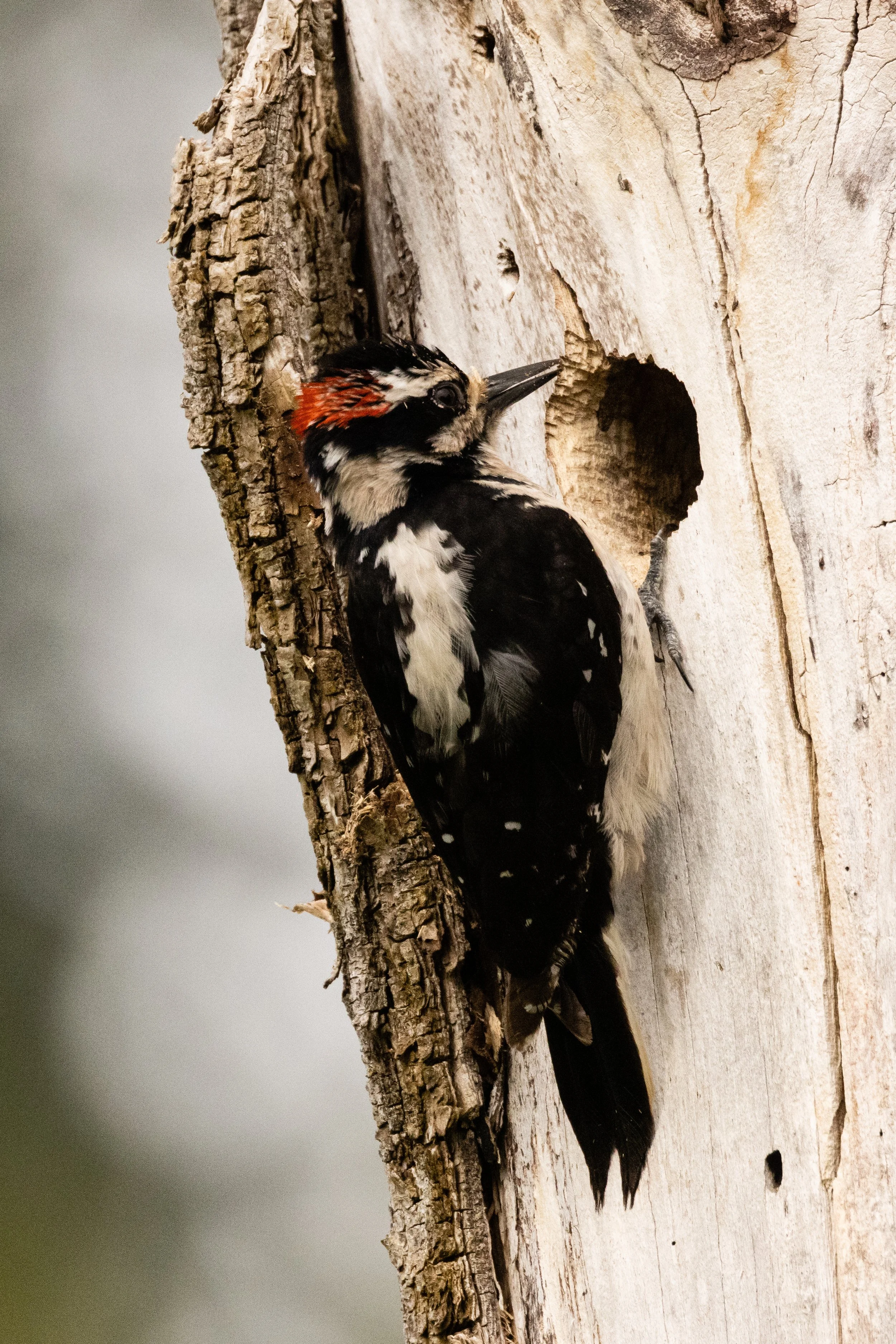 HairyWoodpecker5521-3.jpg