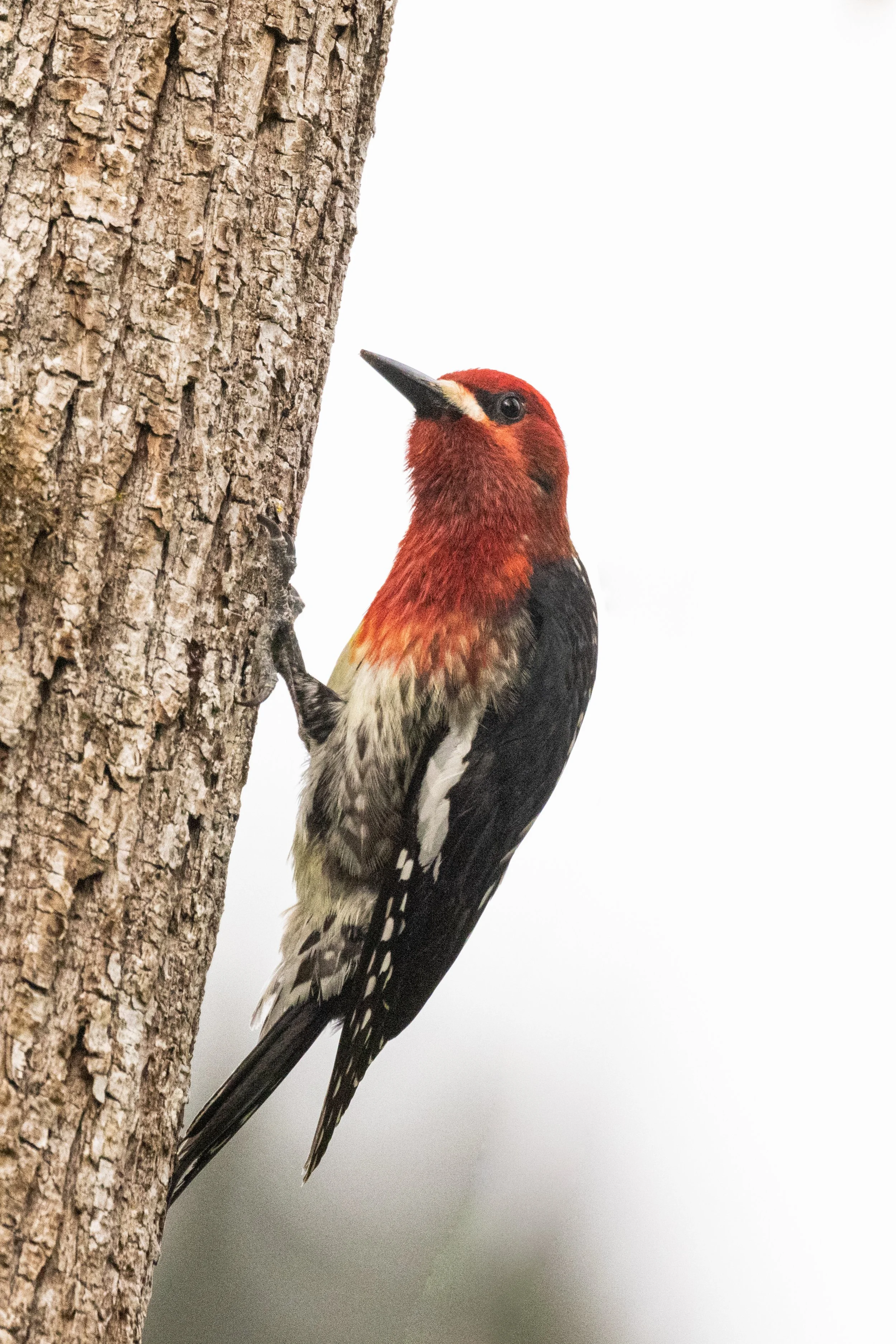 HairyWoodpecker5521-5.jpg