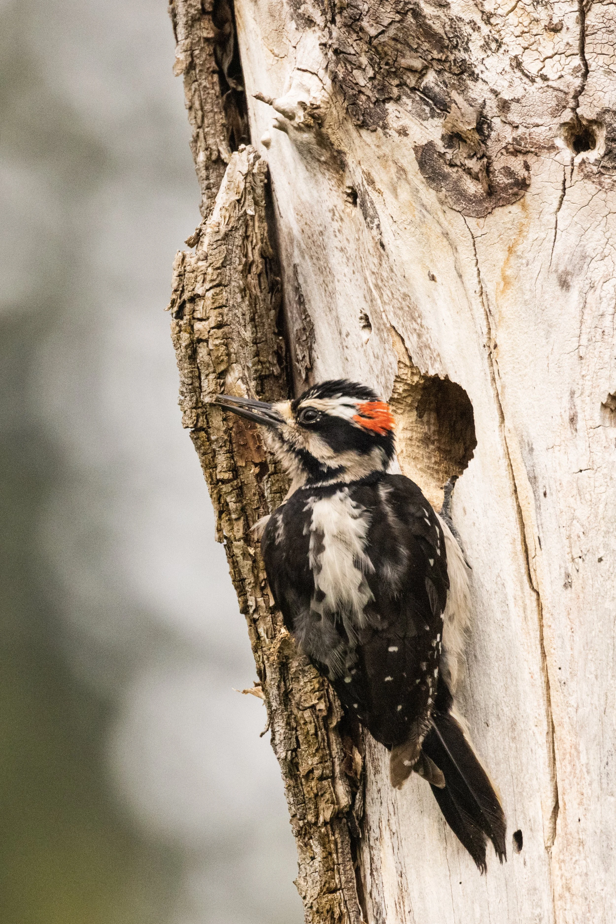 HairyWoodpecker5521-4.jpg
