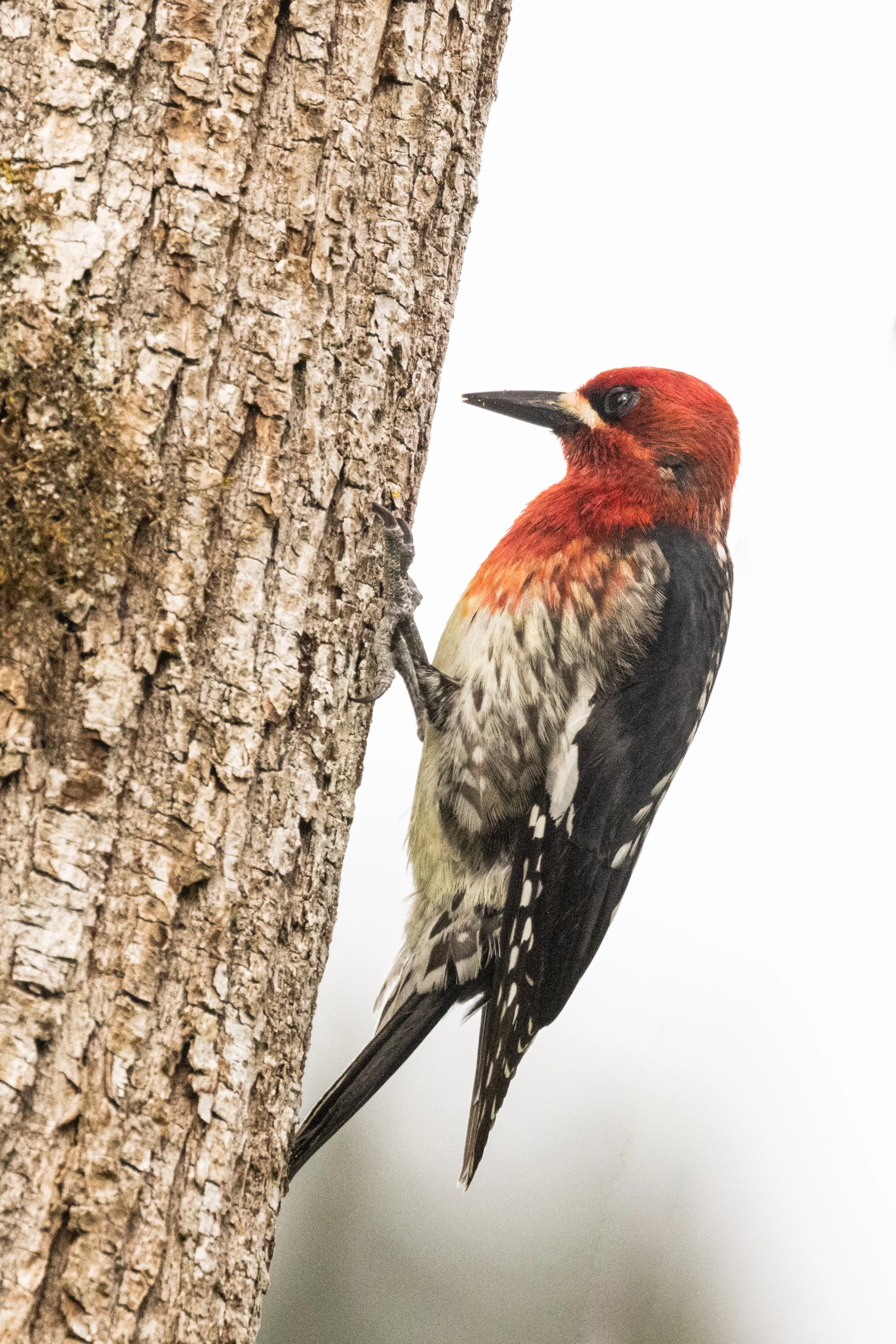 HairyWoodpecker5521-6.jpg