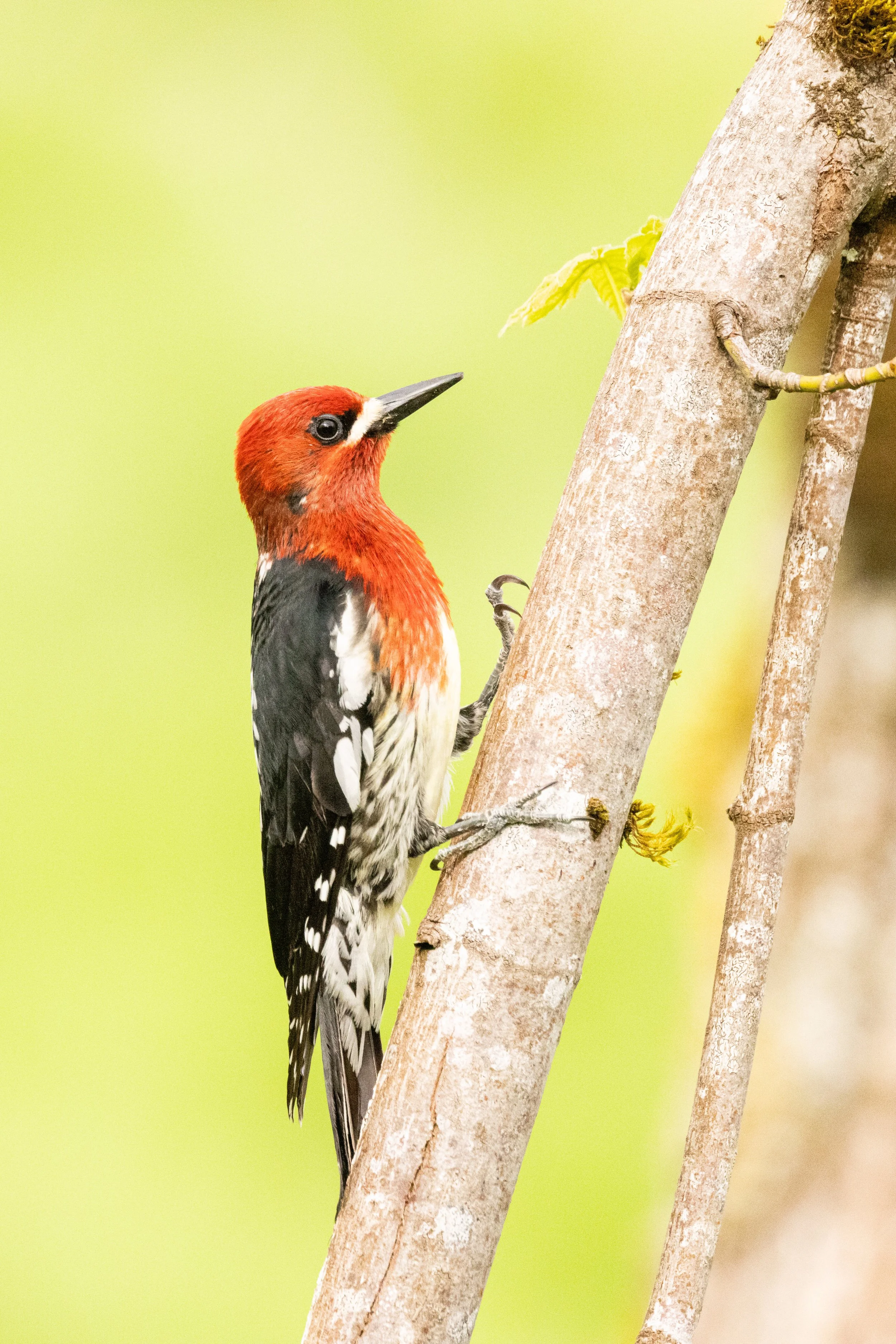 HairyWoodpecker5521-7.jpg
