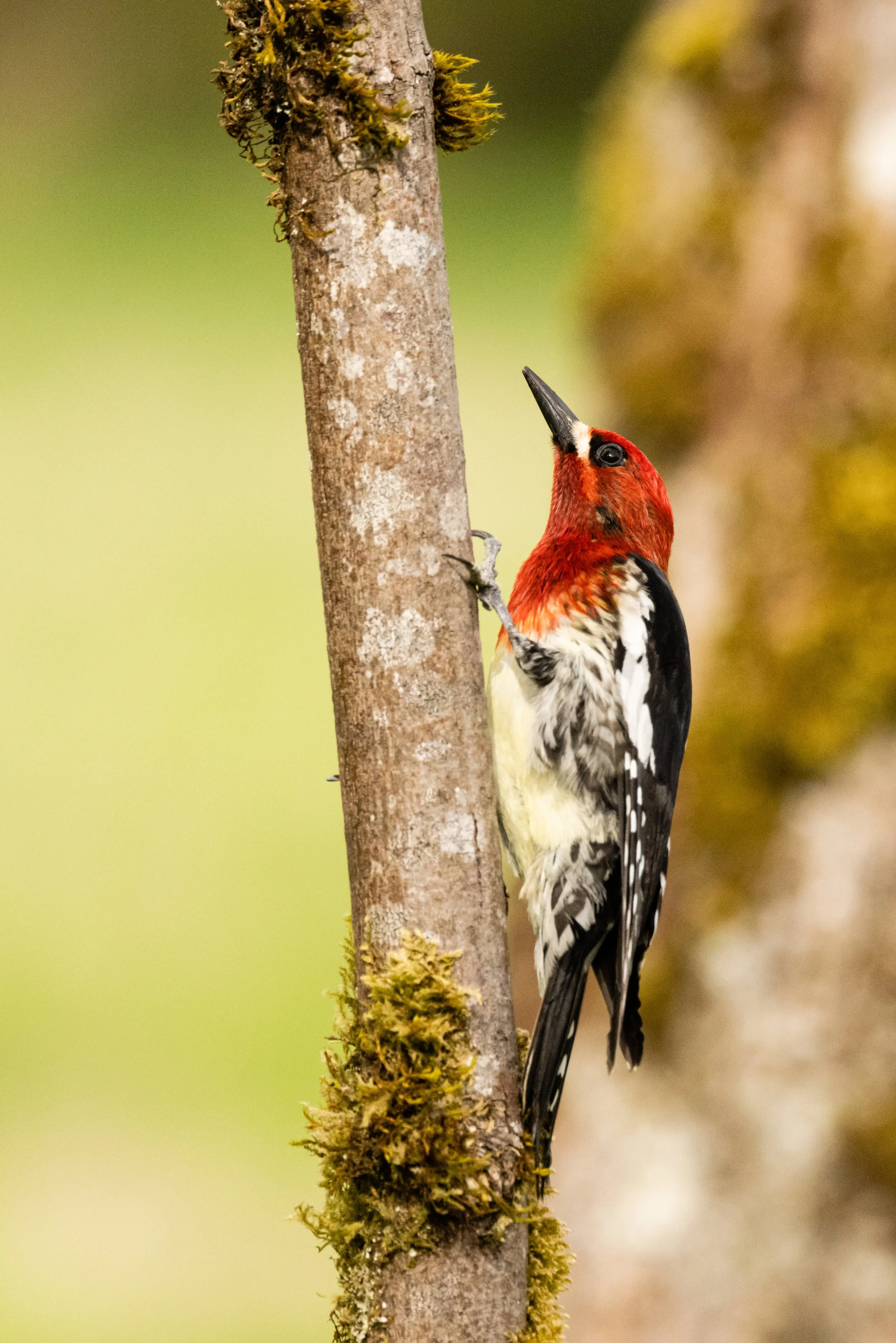 HairyWoodpecker5521-8.jpg