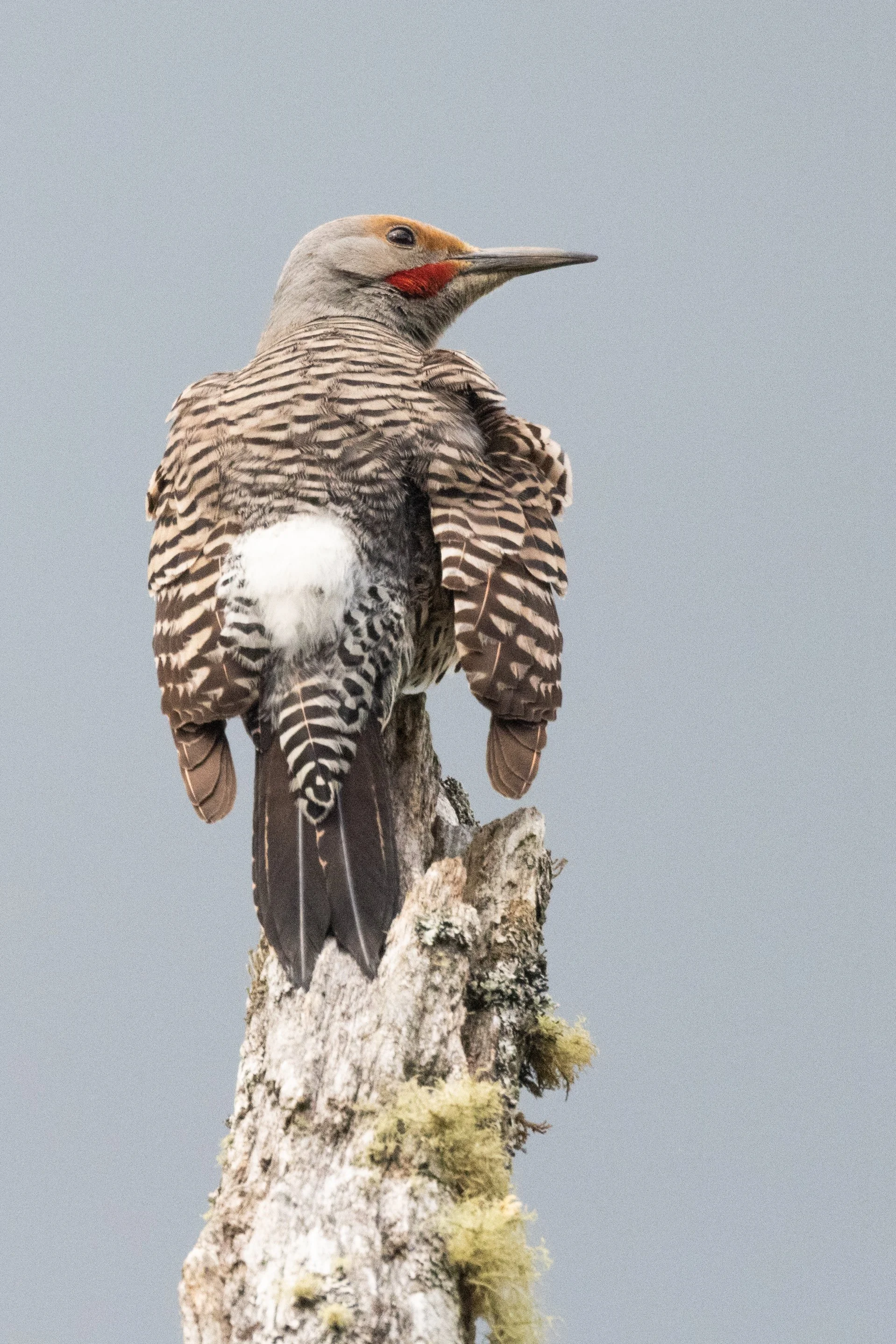 Flicker5521-1.jpg