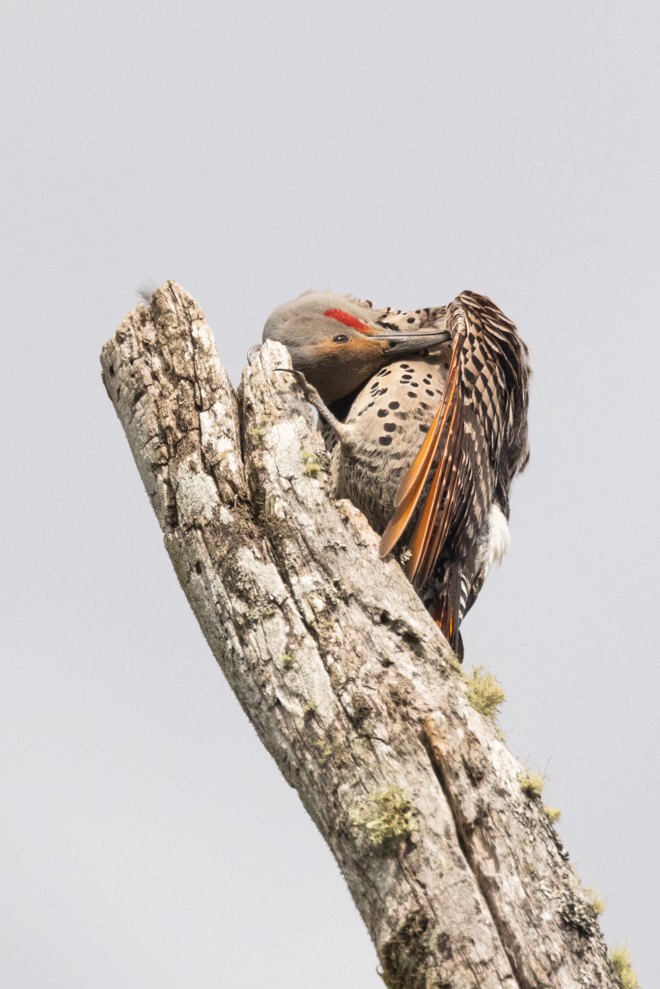 Flicker5521-2.jpg