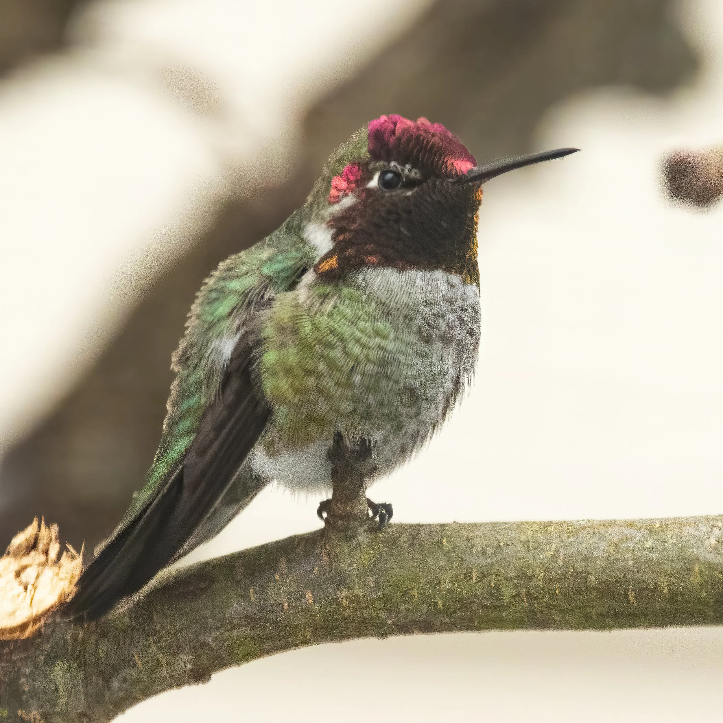 RedmondBirds221-2.jpg