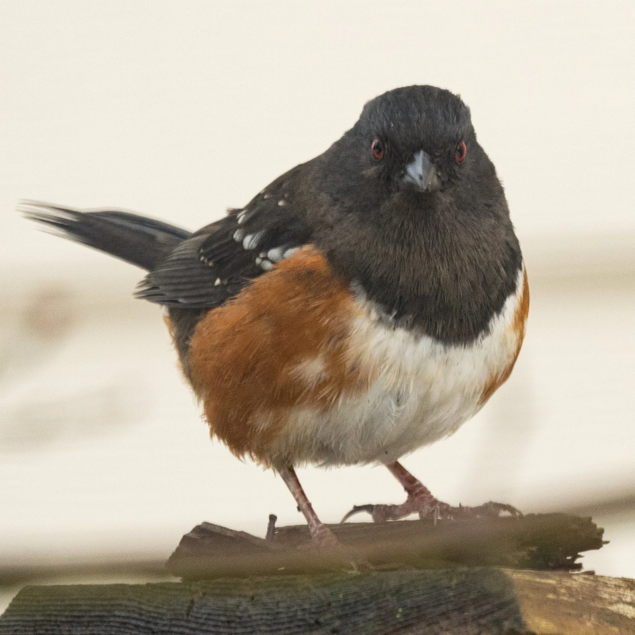RedmondBirds221-5.jpg