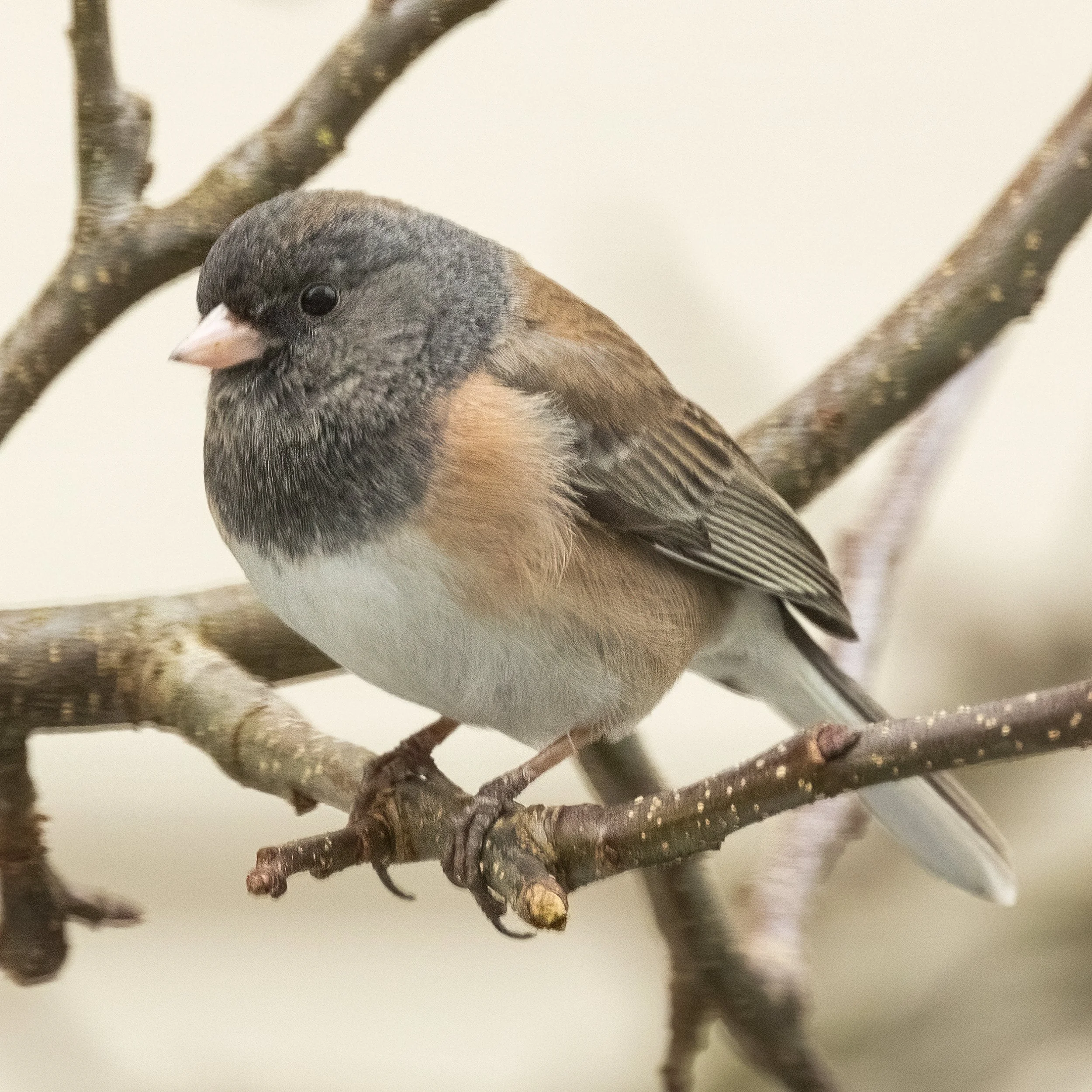 RedmondBirds221-6.jpg
