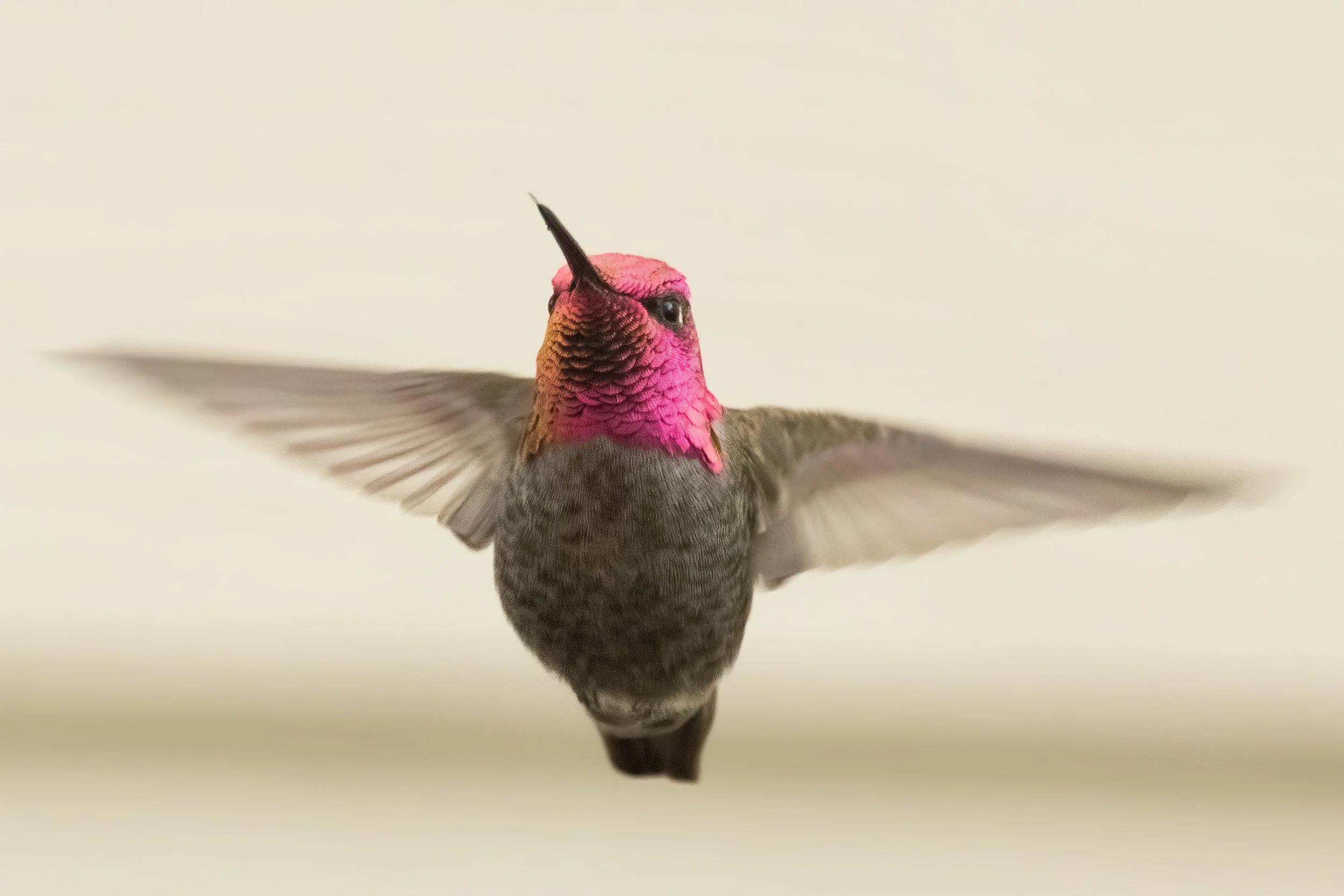 RedmondBirds221-8.jpg