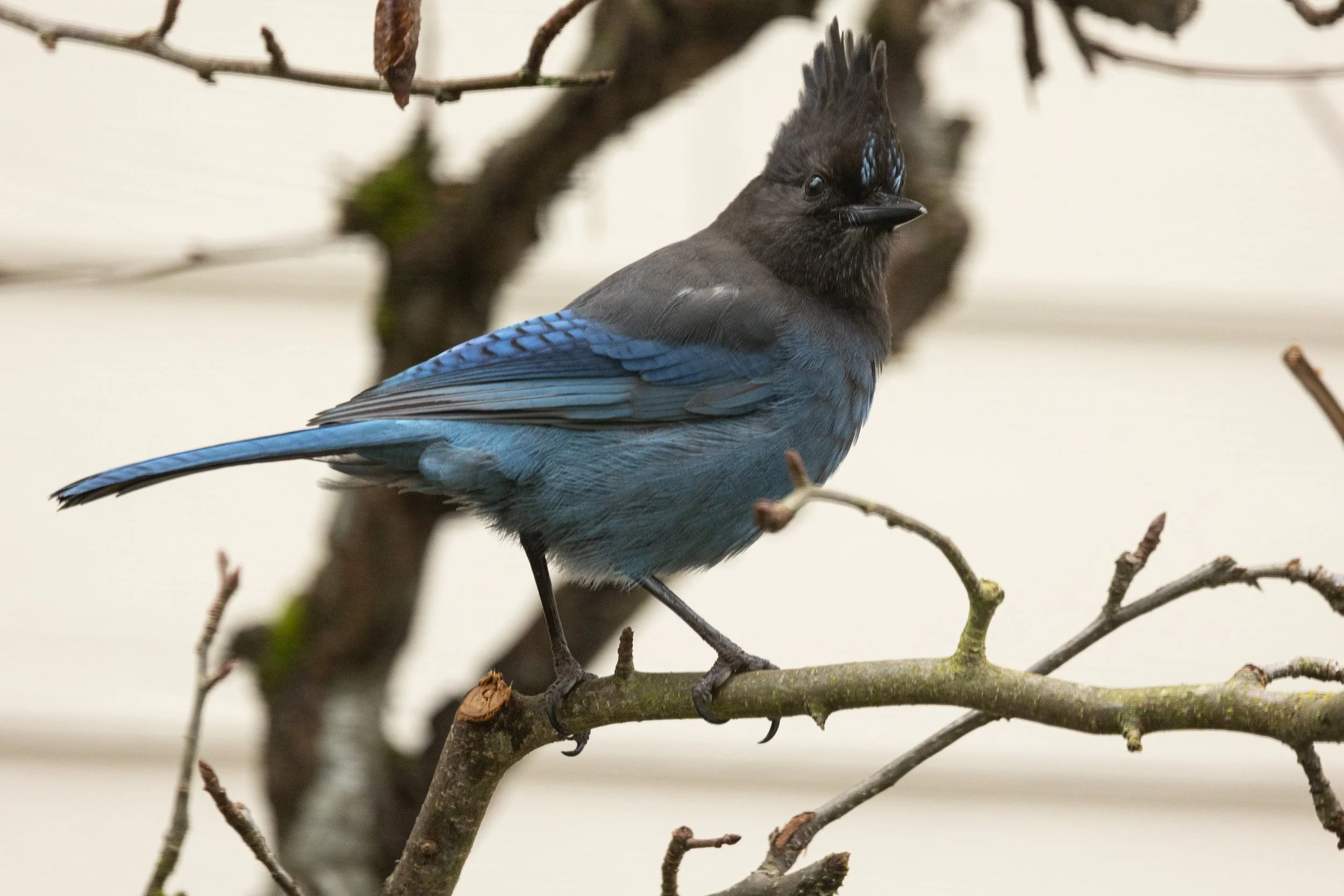 RedmondBirds221-7.jpg