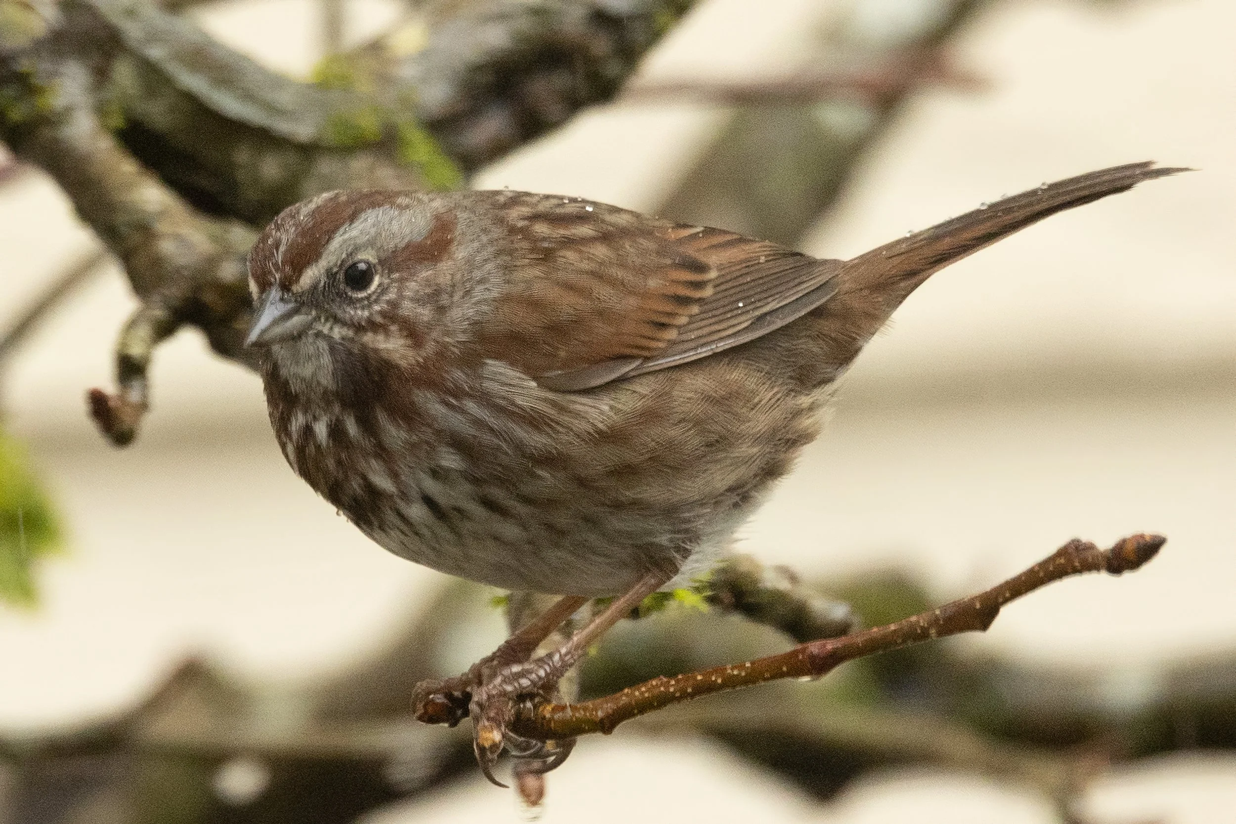 RedmondBirds221-9.jpg