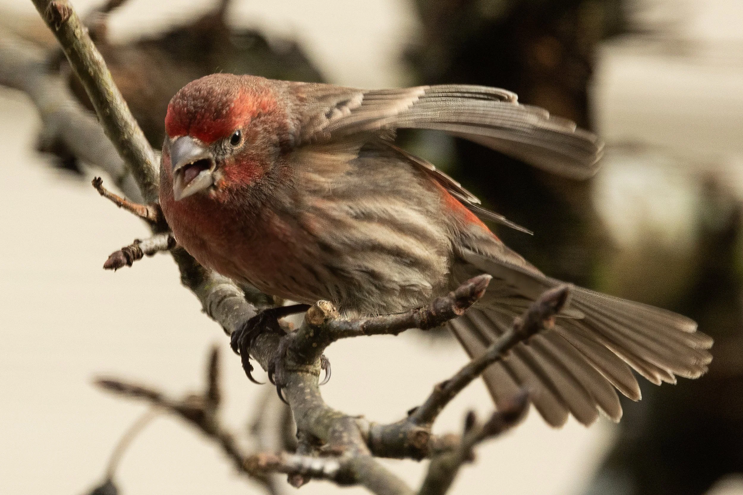 RedmondBirds221-10.jpg