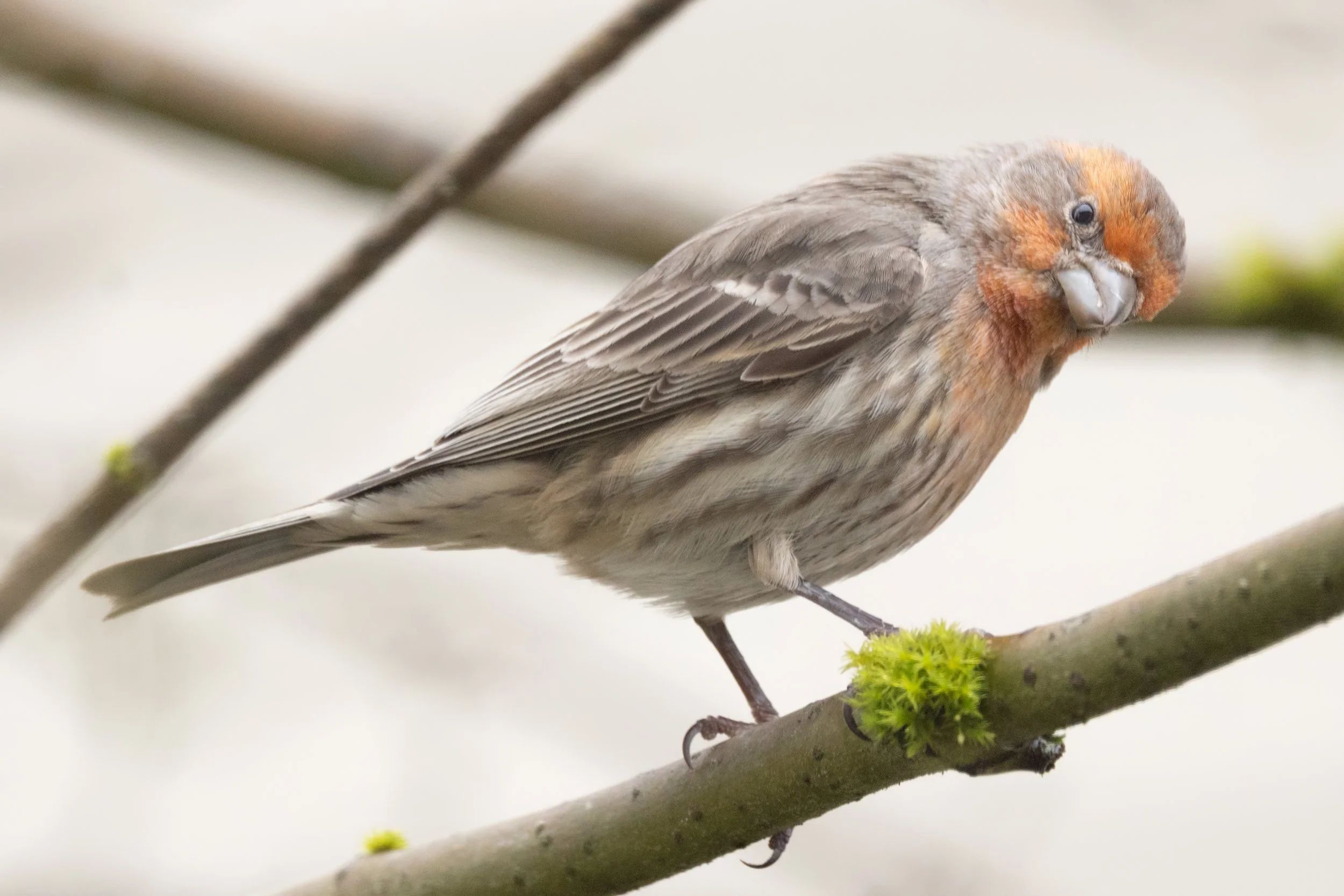 RedmondBirds221-12.jpg