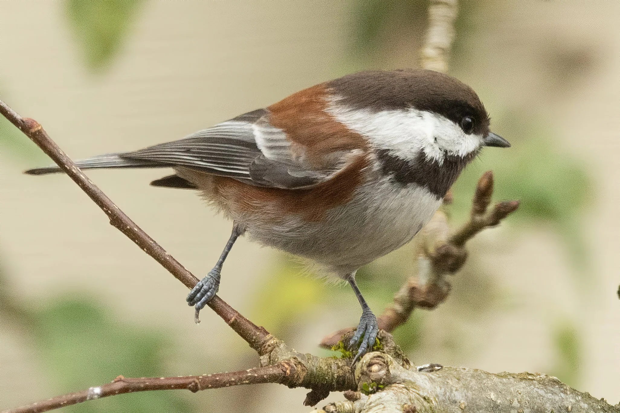 RedmondBirds221-2.jpg
