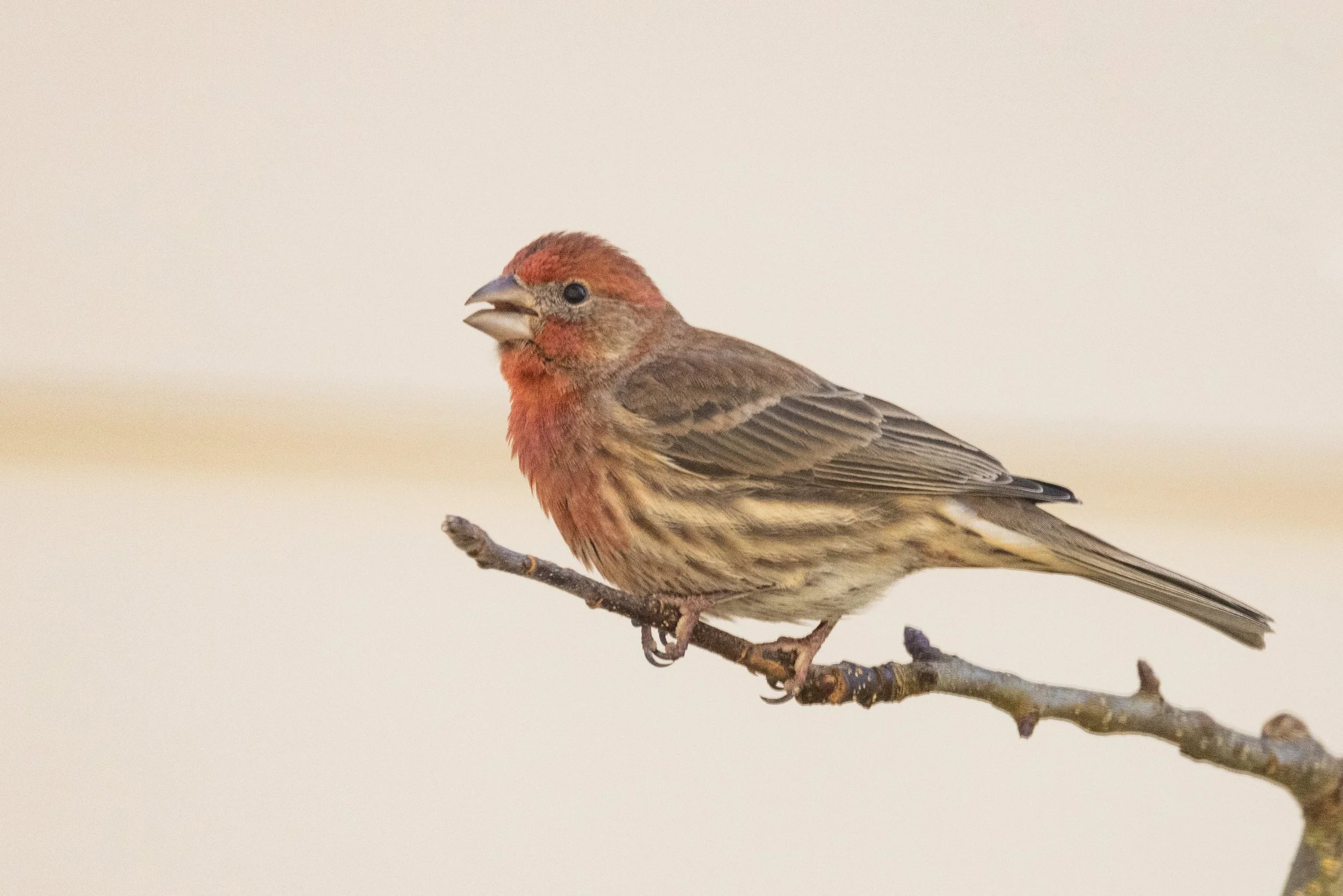 RedmondBirds221-1.jpg