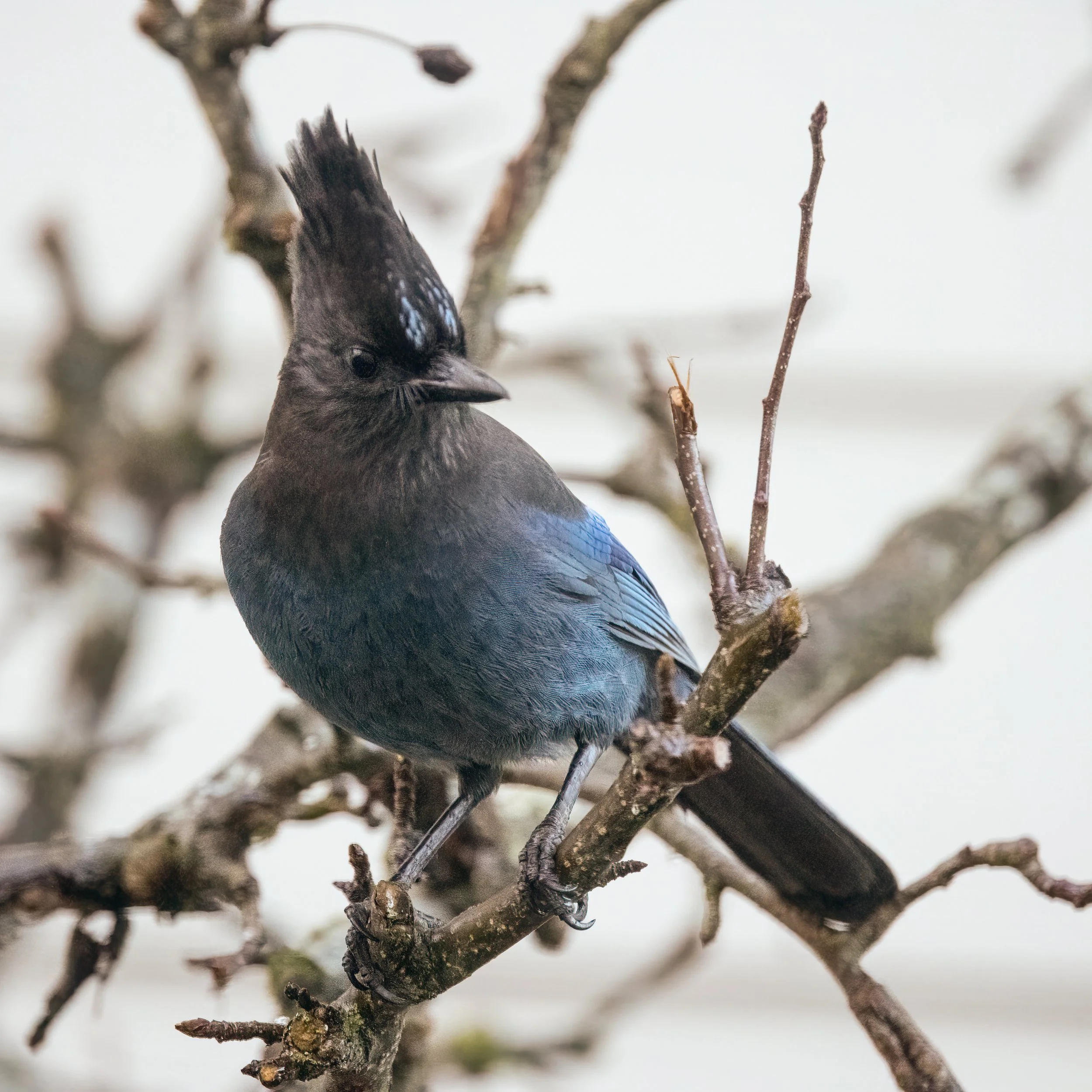 RedmondBirds221-3.jpg