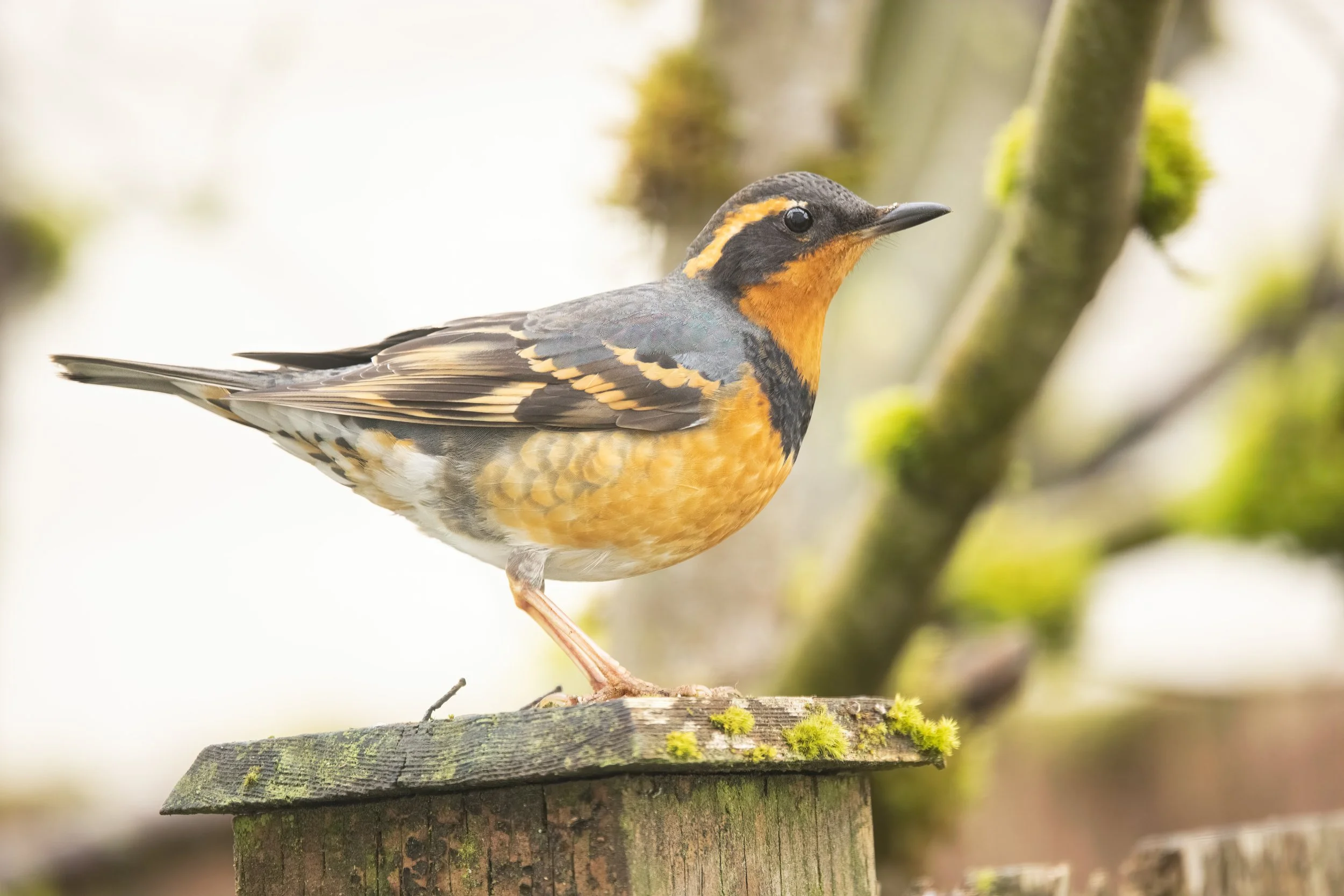 RedmondBirds221-4.jpg