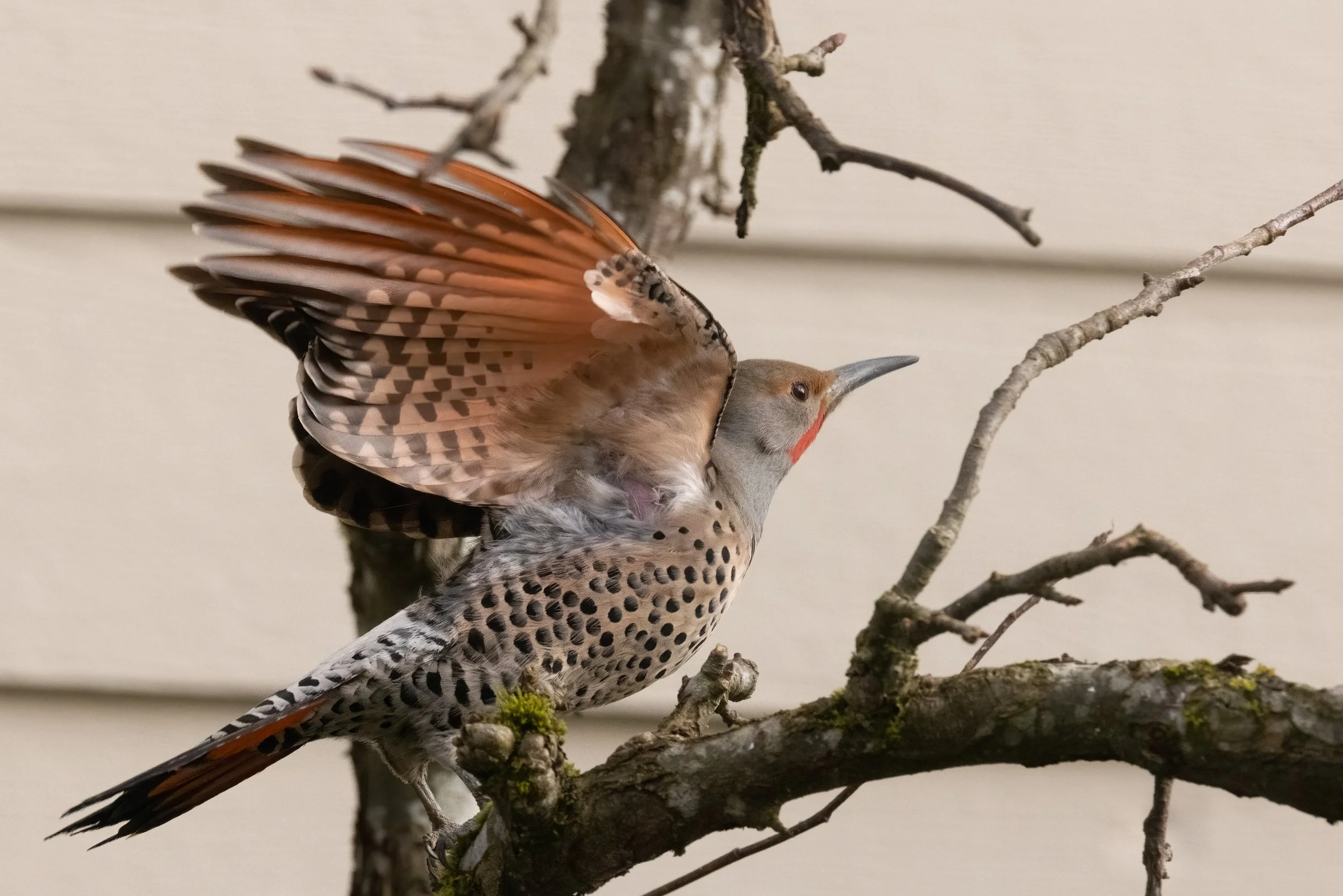 RedmondBirds221-5.jpg
