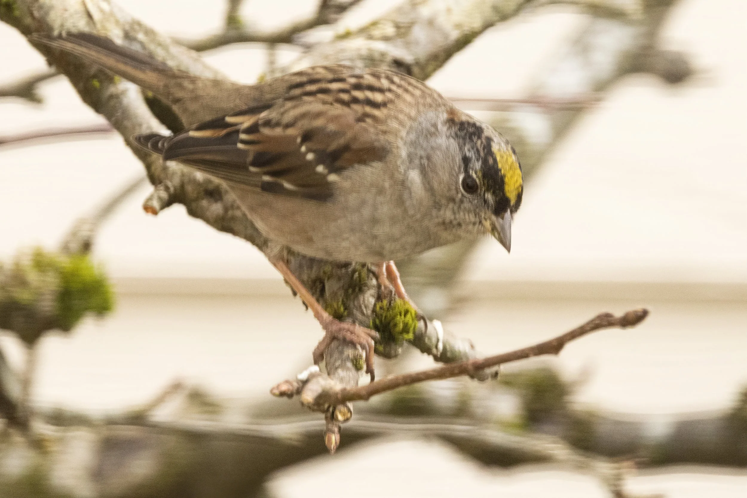 RedmondBirds221-7.jpg