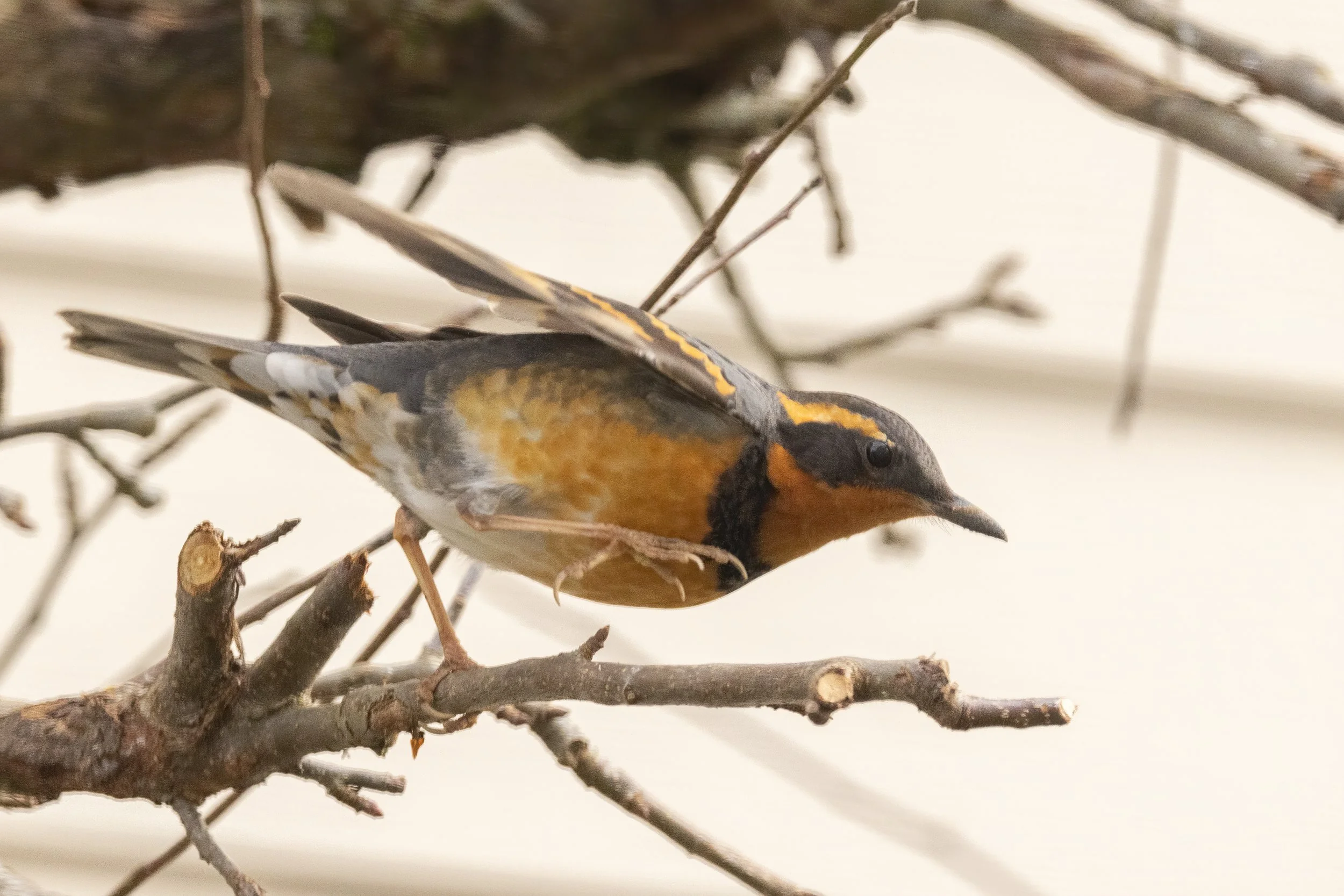 RedmondBirds221-8.jpg
