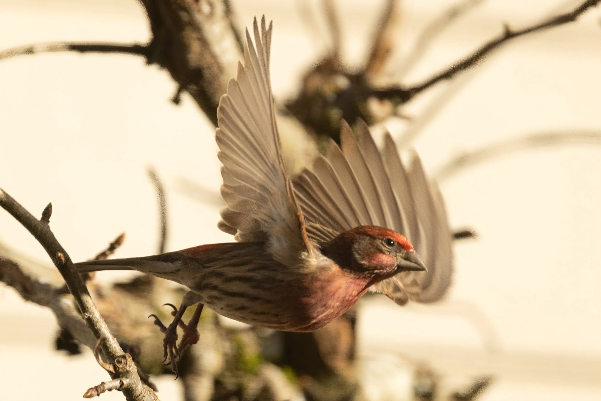 RedmondBirds221-9.jpg