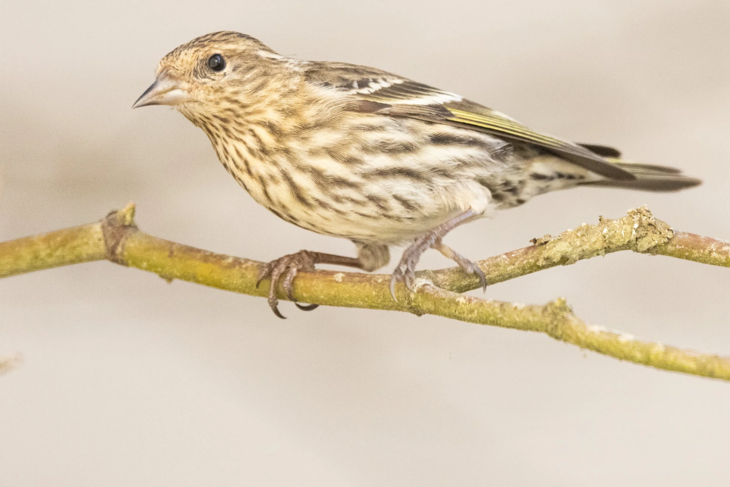 RedmondBirds221-10.jpg