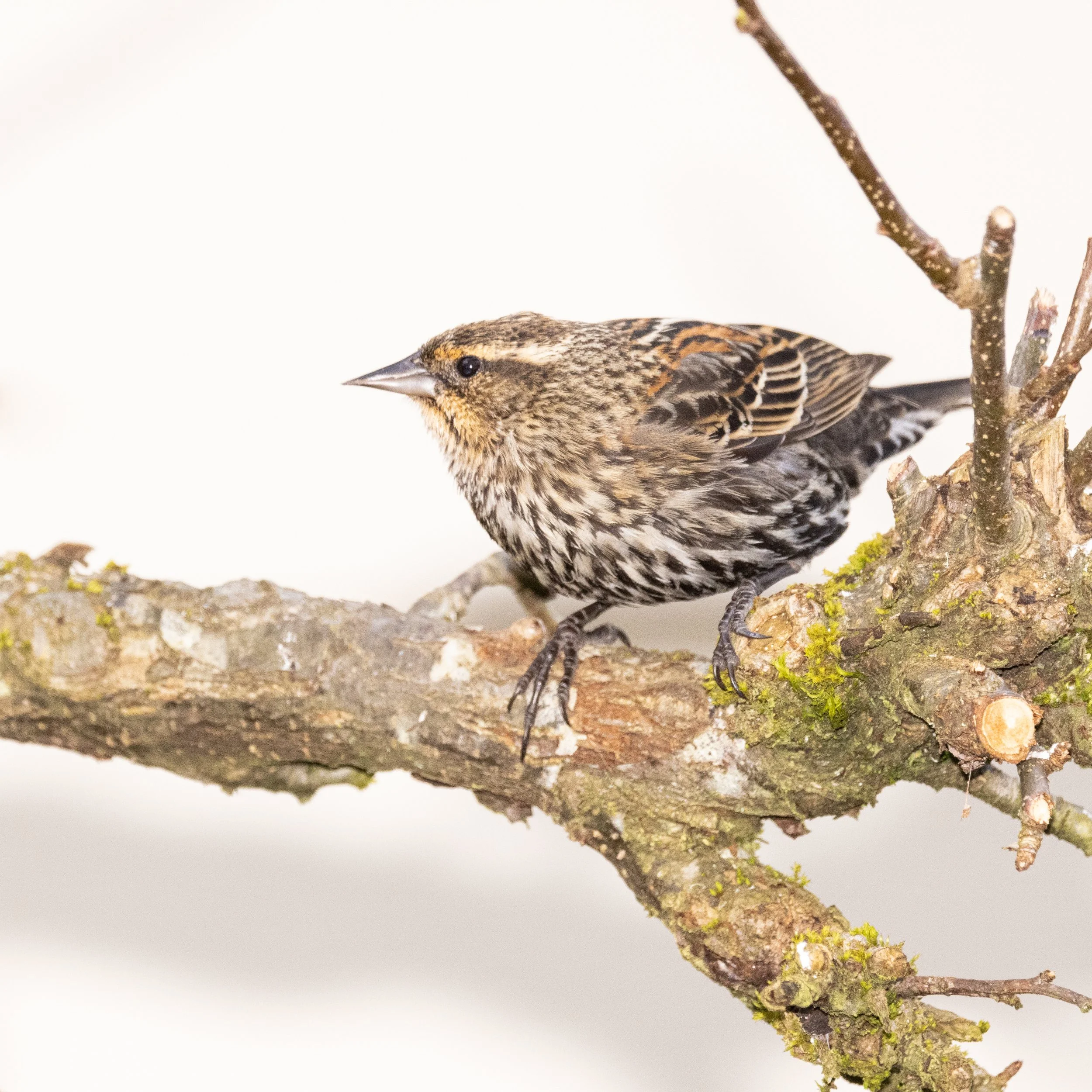RedmondBirds221-12.jpg