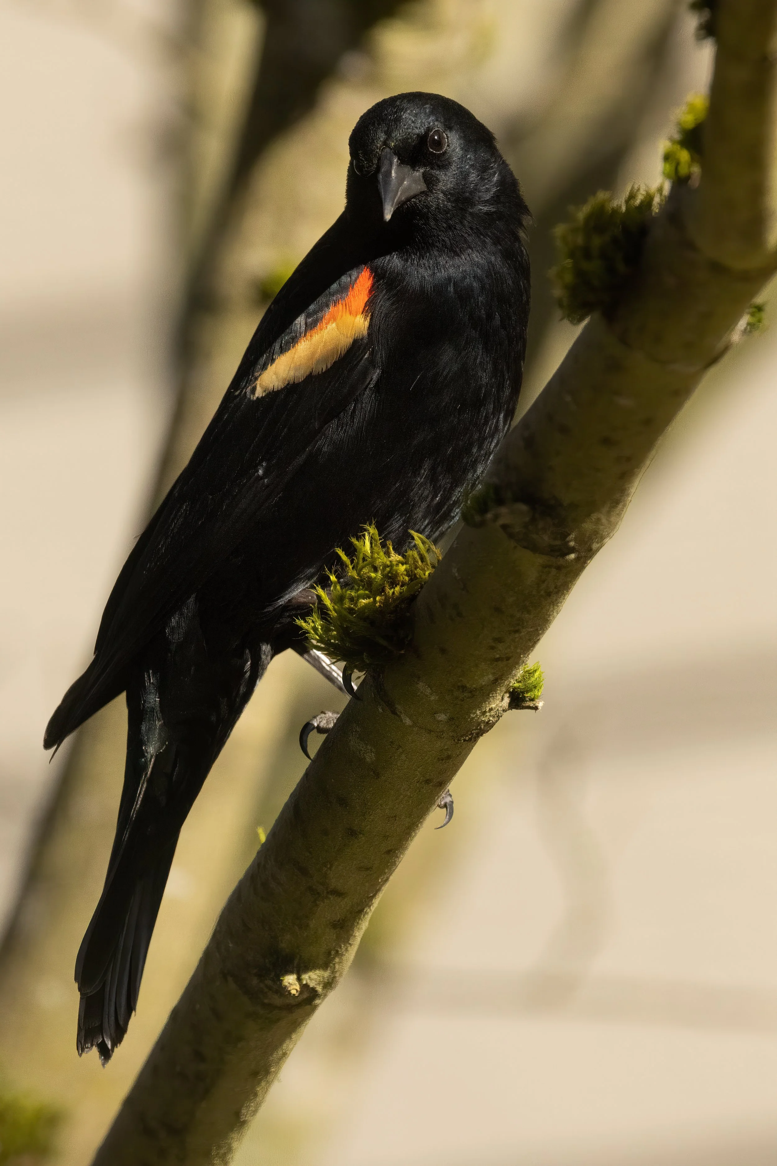 RedmondBirds221-11.jpg