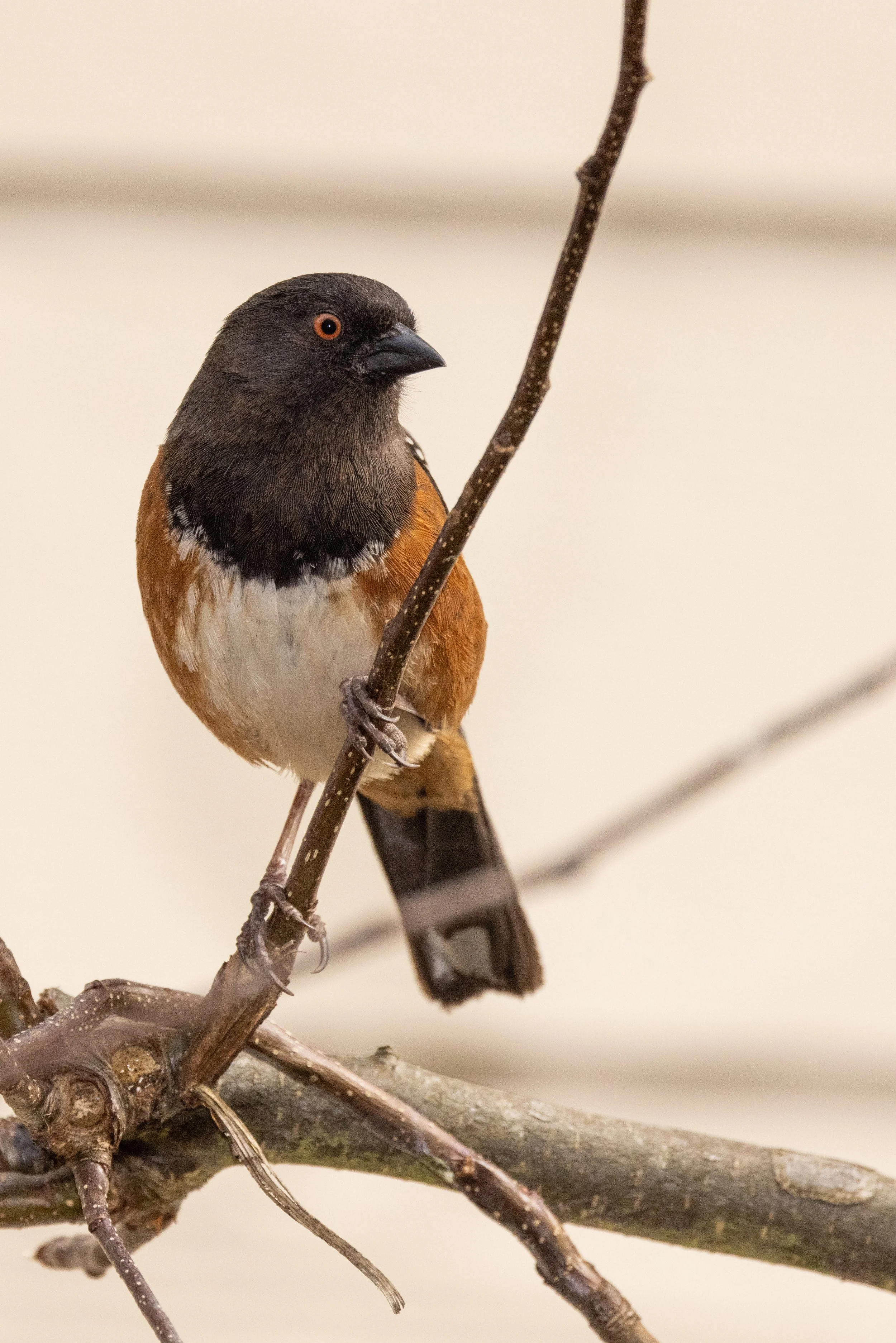 RedmondBirds421-1.jpg