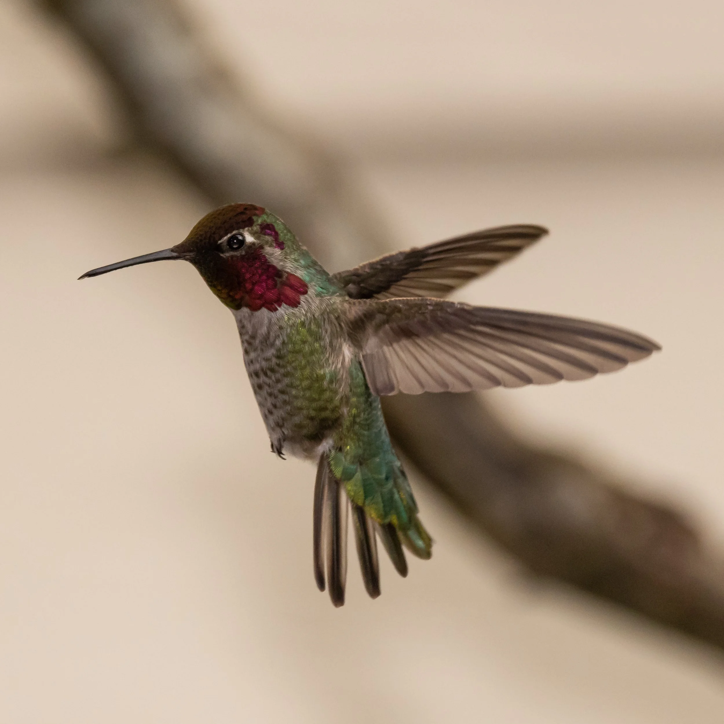 RedmondBirds421-3.jpg