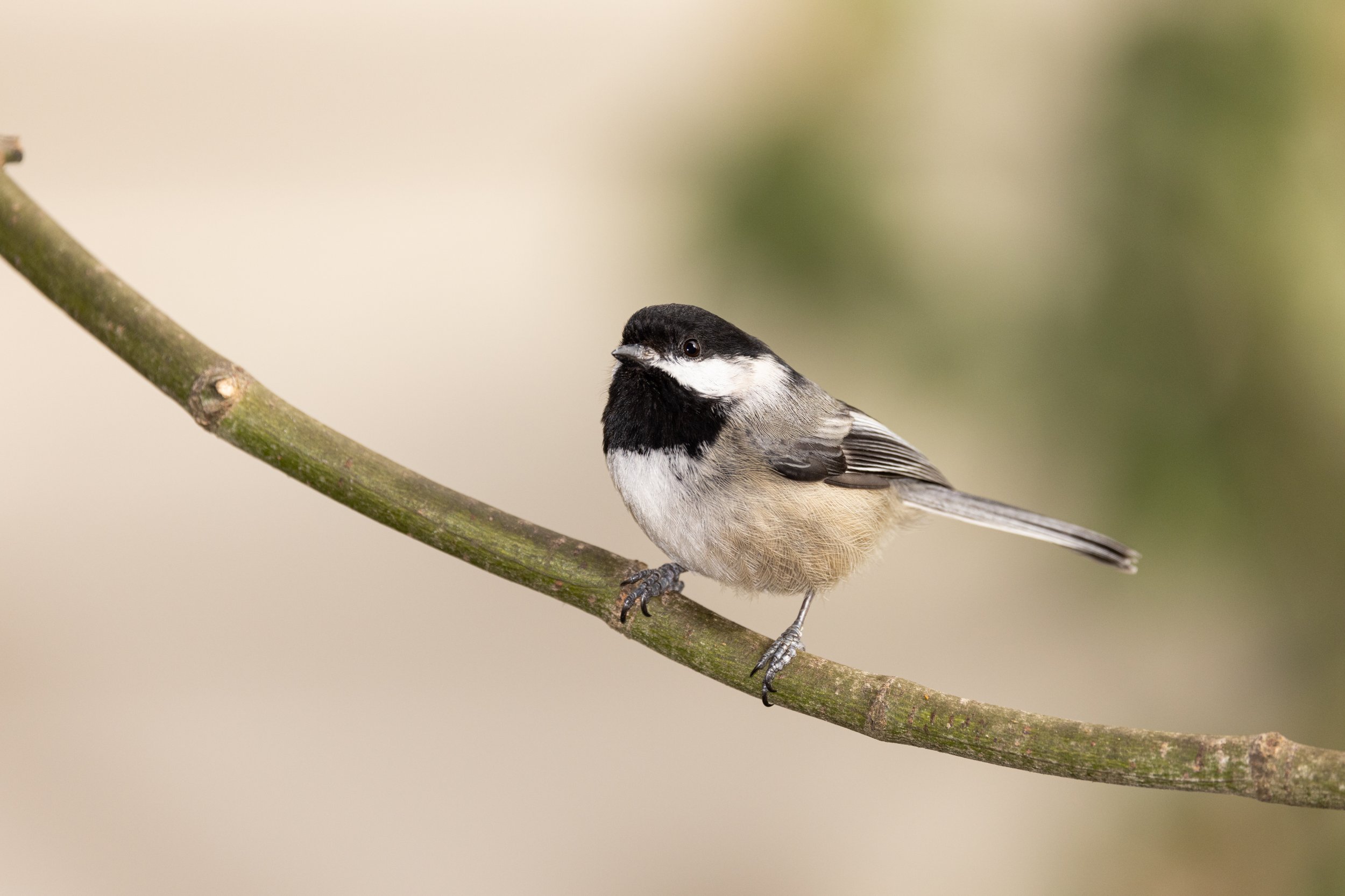 RedmondBirds421-2.jpg