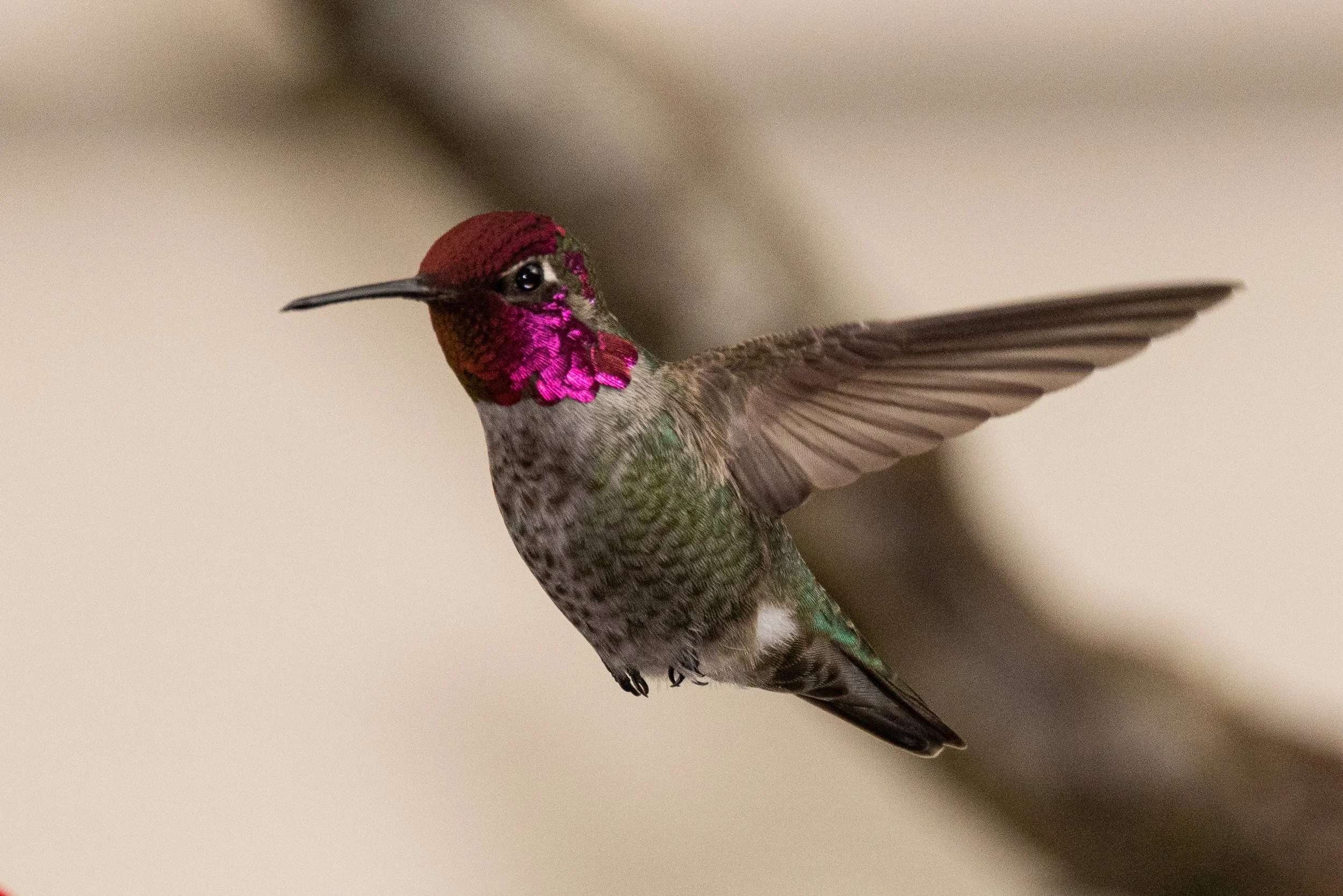 RedmondBirds421-4.jpg