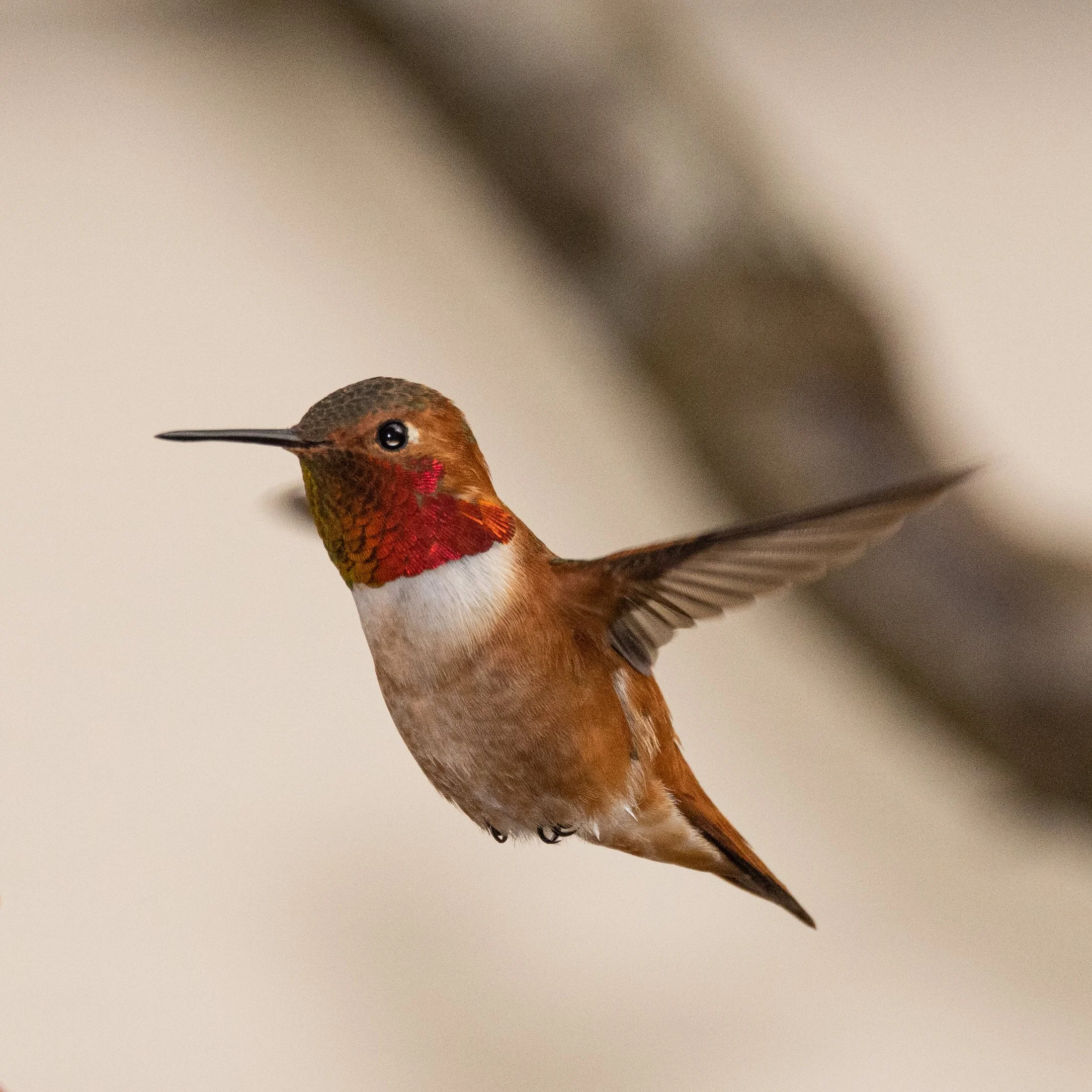 RedmondBirds421-5.jpg