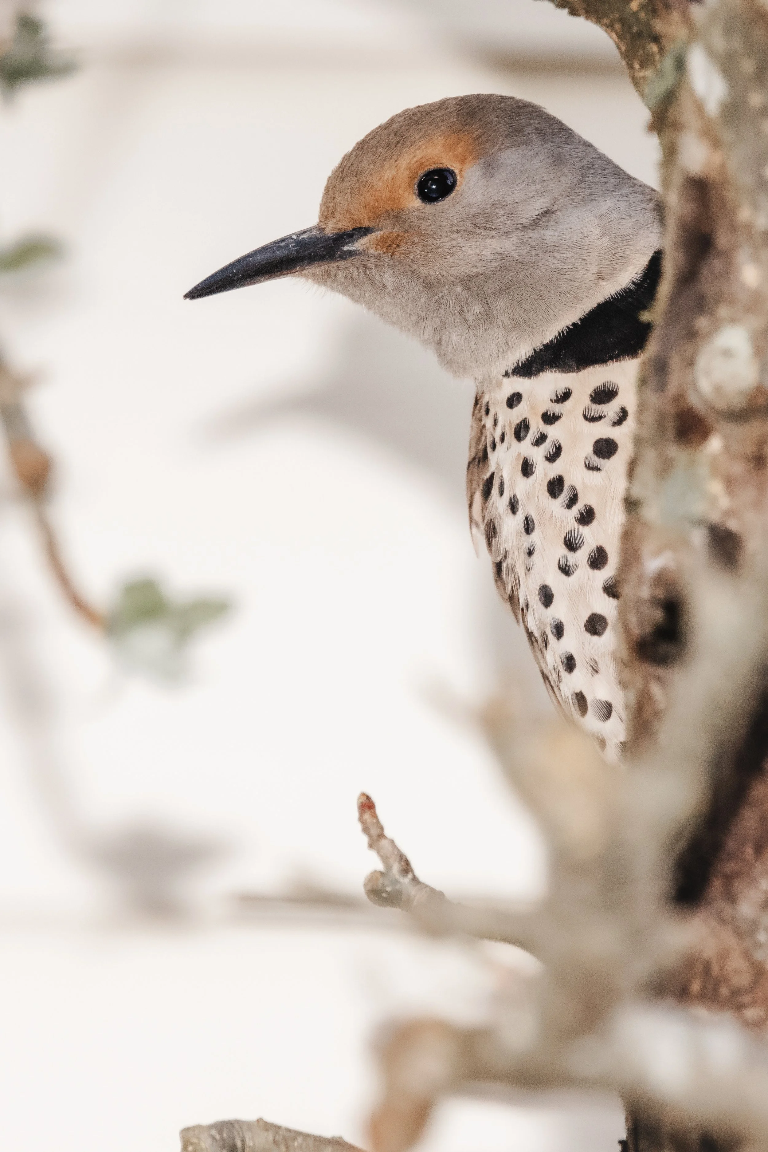 RedmondBirds421-6.jpg