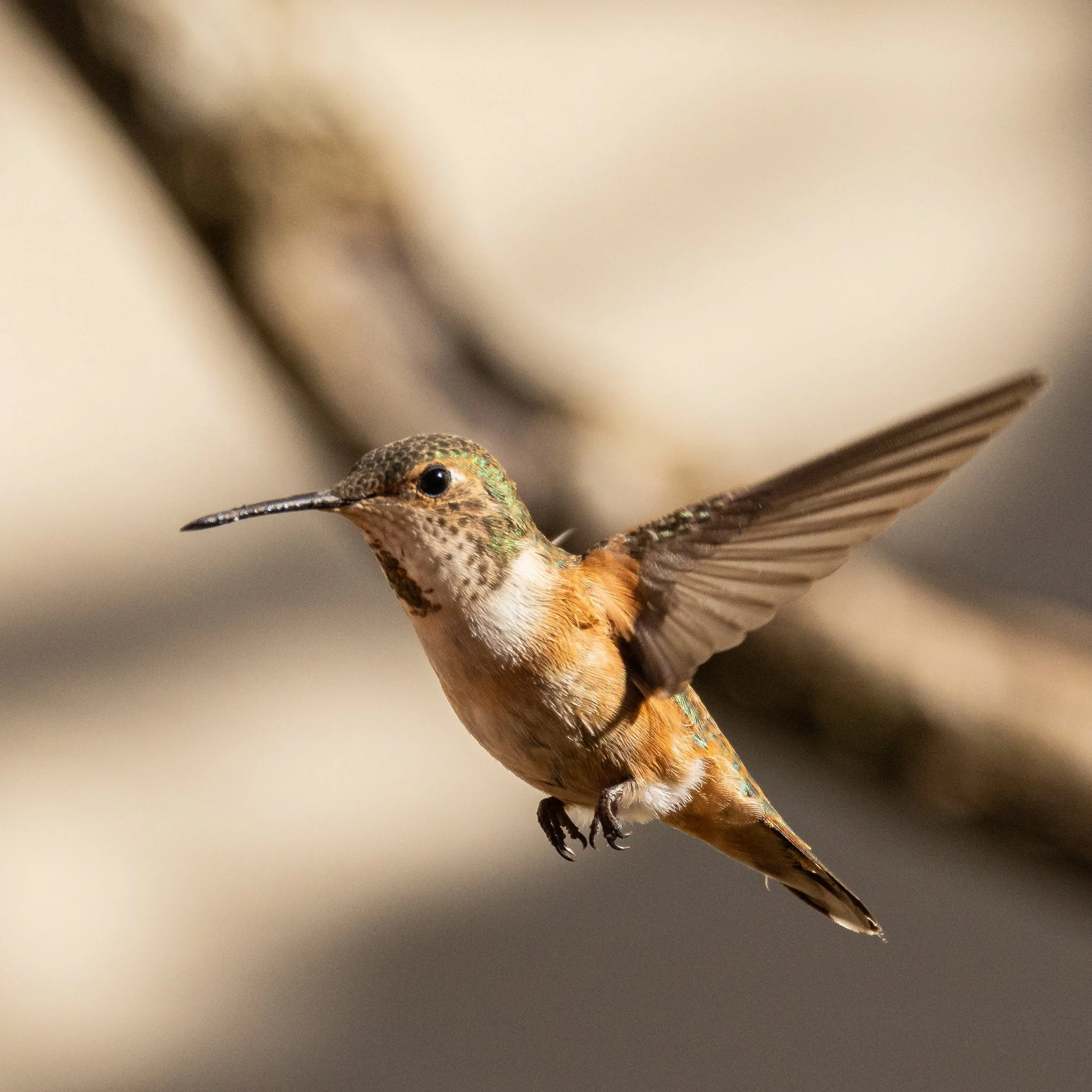 RedmondBirds421-8.jpg