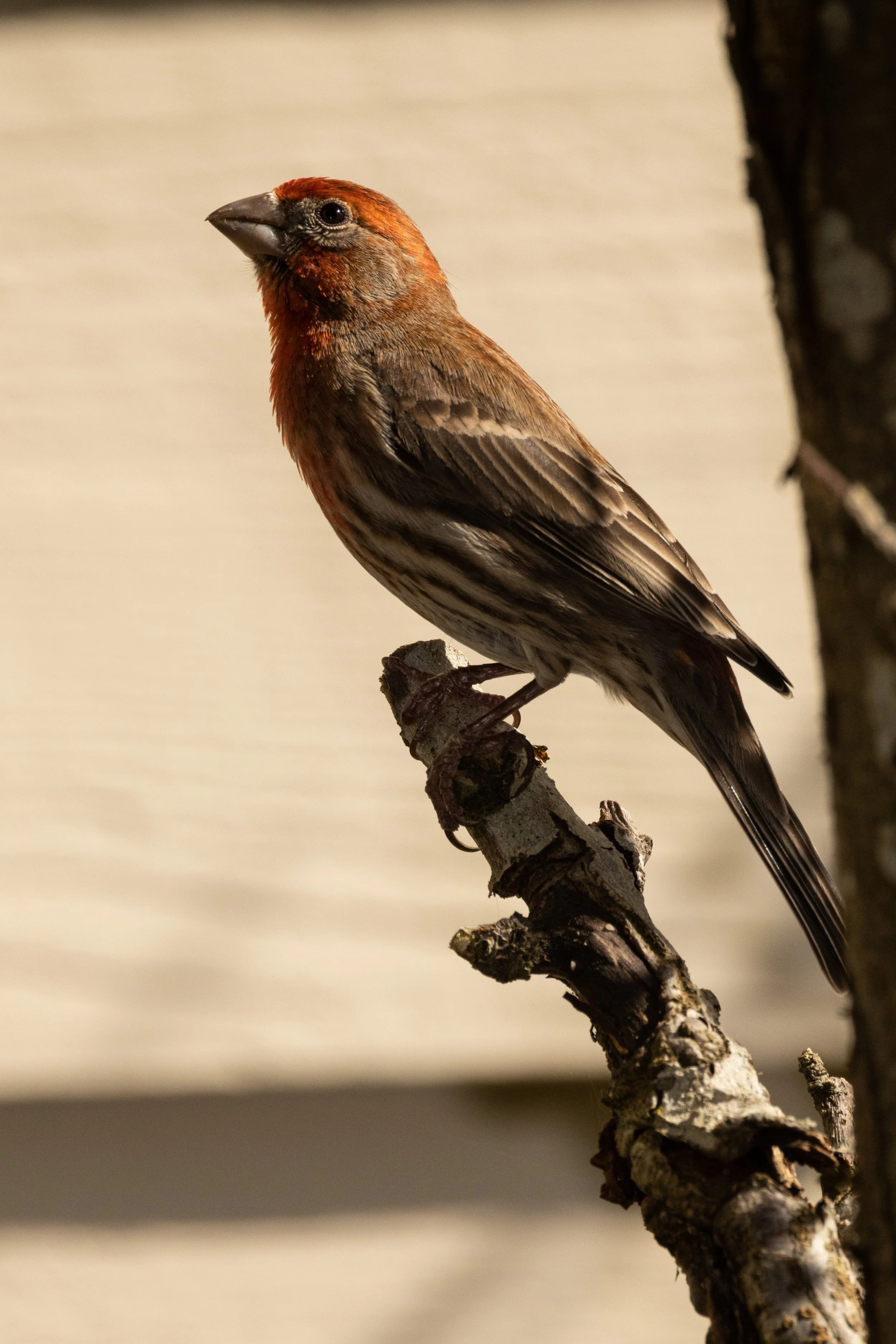 RedmondBirds421-9.jpg