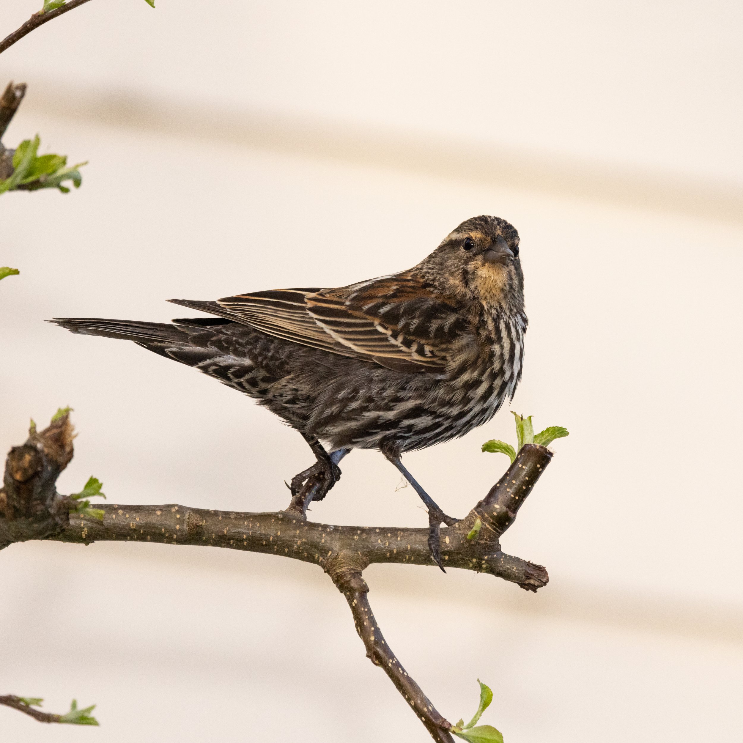 RedmondBirds421-10.jpg