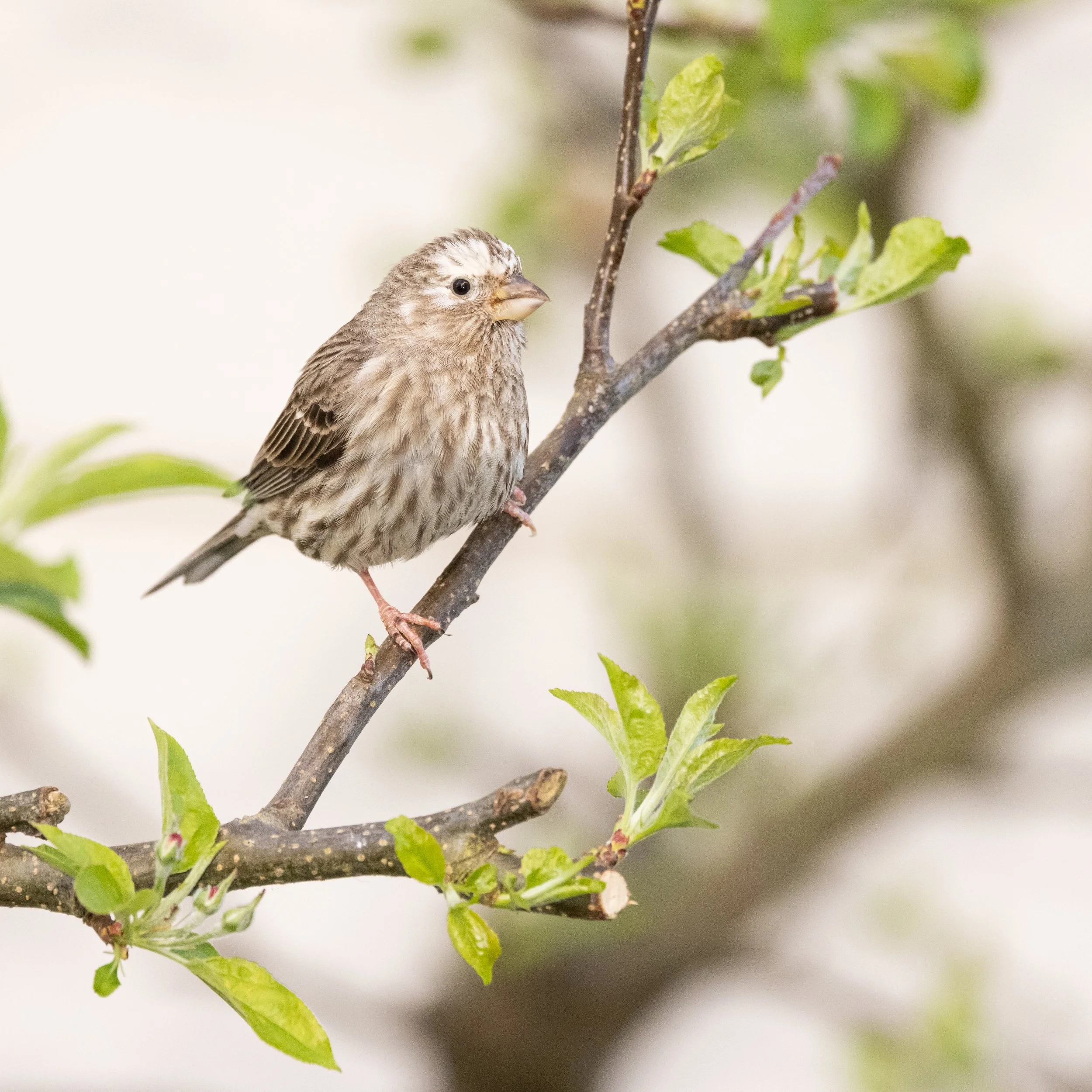 RedmondBirds421-11.jpg